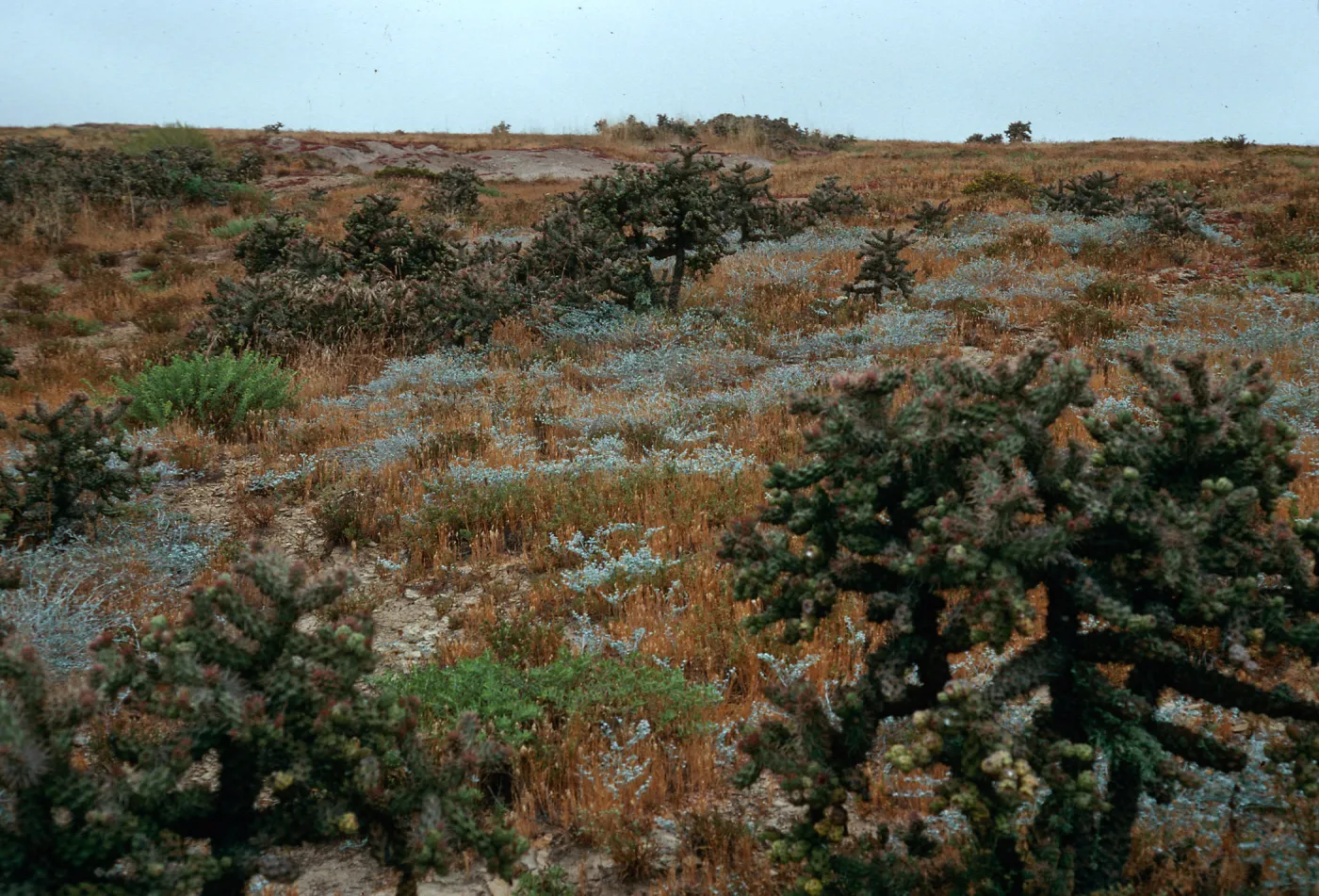 Opuntia prolifera, South of Building 121, San Nicolas Island