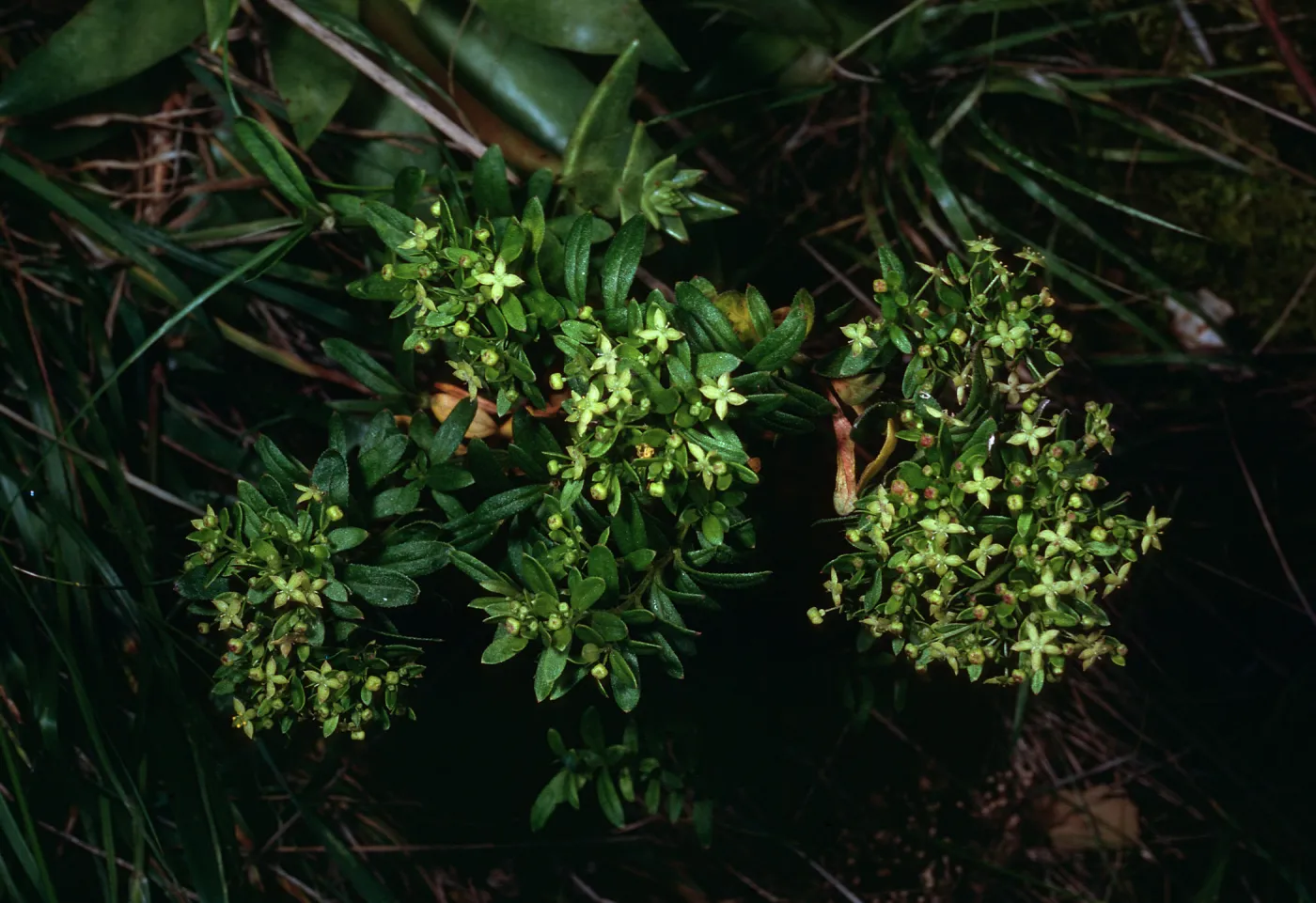 Galium buxifolium, sea bluffs, West of Eagle Canyon, Santa Cruz Island