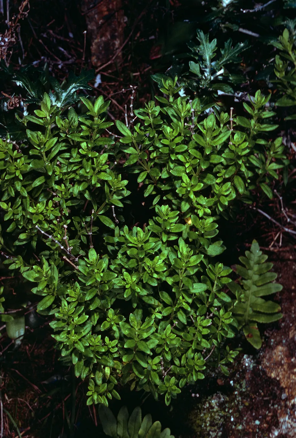 Galium buxifolium, sea bluffs, West of Eagle Canyon, Santa Cruz Island