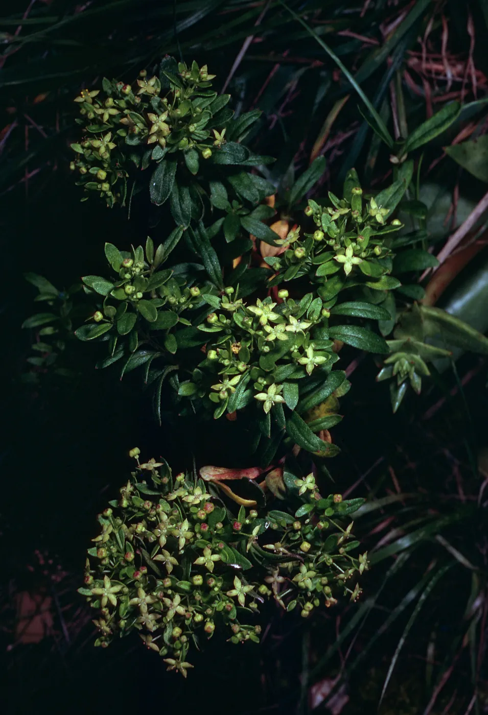Galium buxifolium, sea bluffs, West of Eagle Canyon, Santa Cruz Island