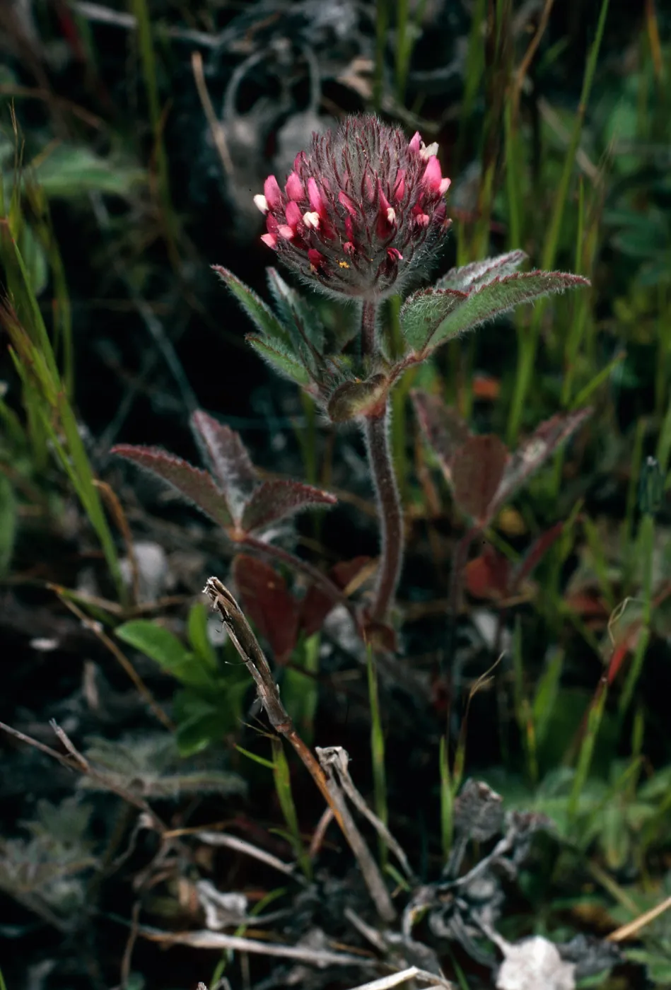 Trifolium albopurpureum, Peak 777, Santa Cruz Island
