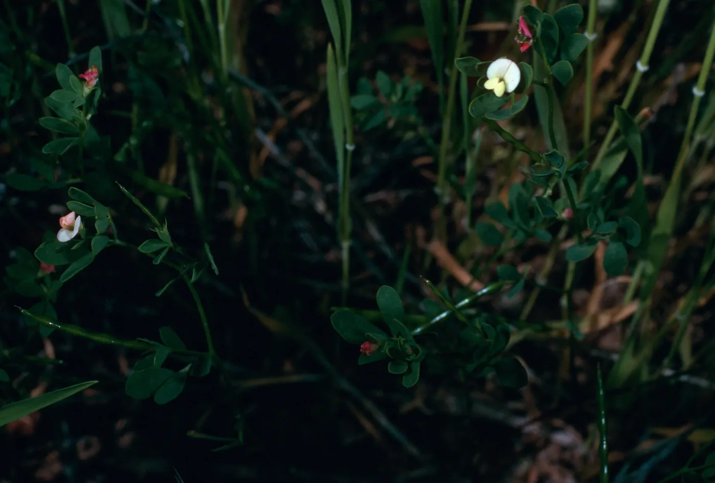 Lotus micranthus, SC-3210, Santa Cruz Island