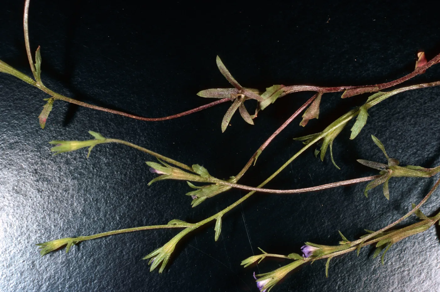 Githopsis diffusa, Santa Cruz Island