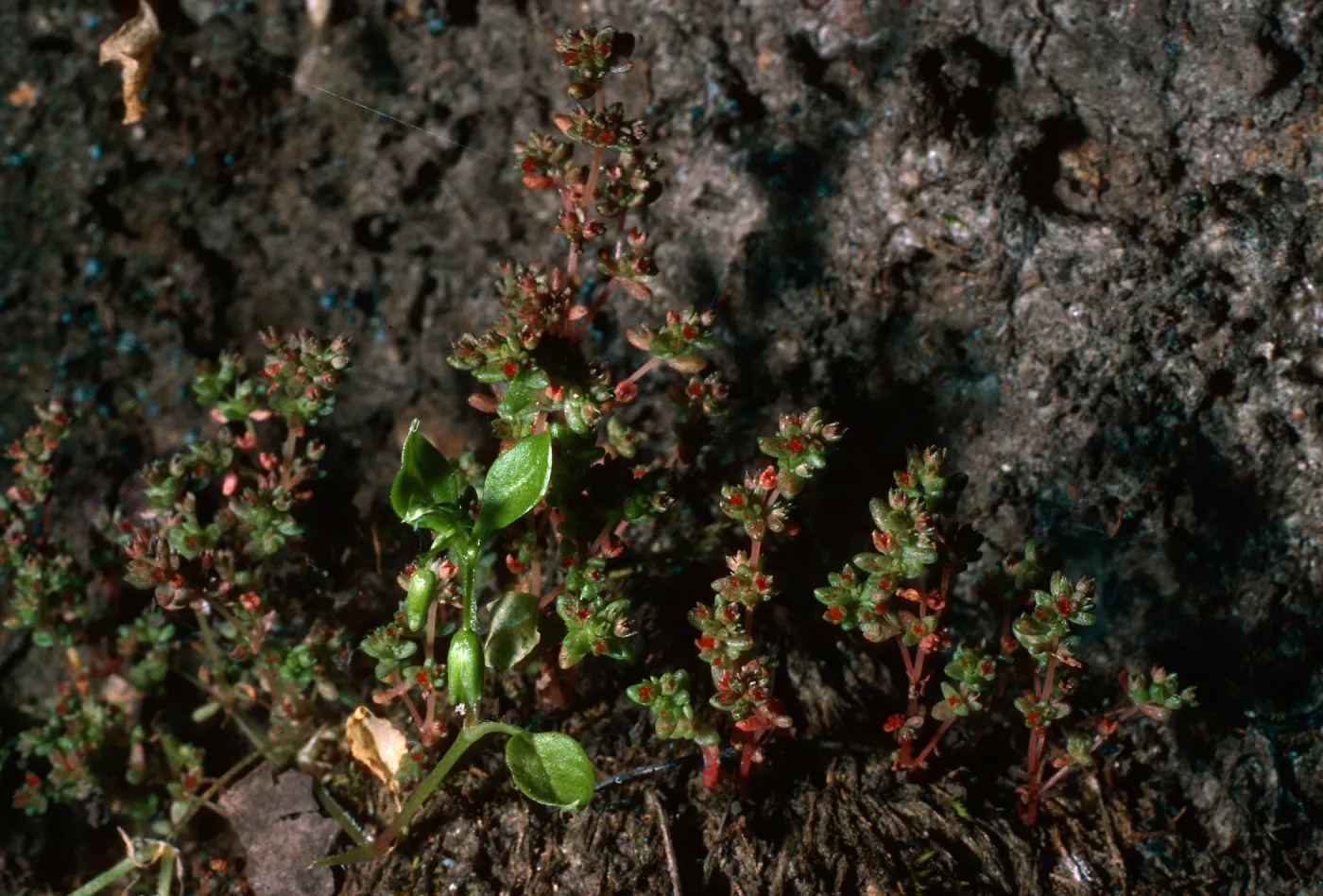 Crassula erecta, West of Prisoners Harbor, Santa Cruz Island
