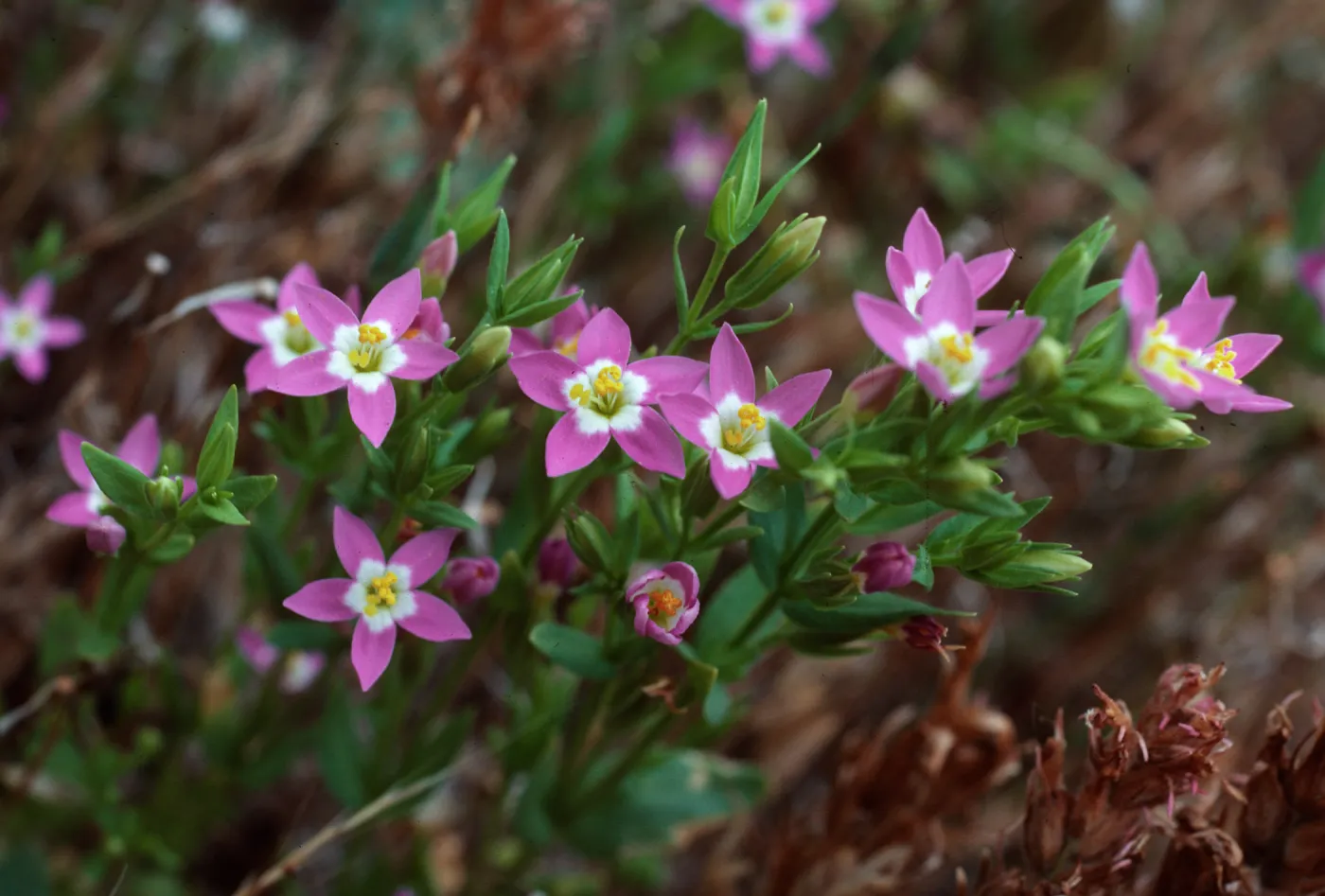 Centaurium davyi, SC-678, West of Prisoners Harbor, Santa Cruz Island