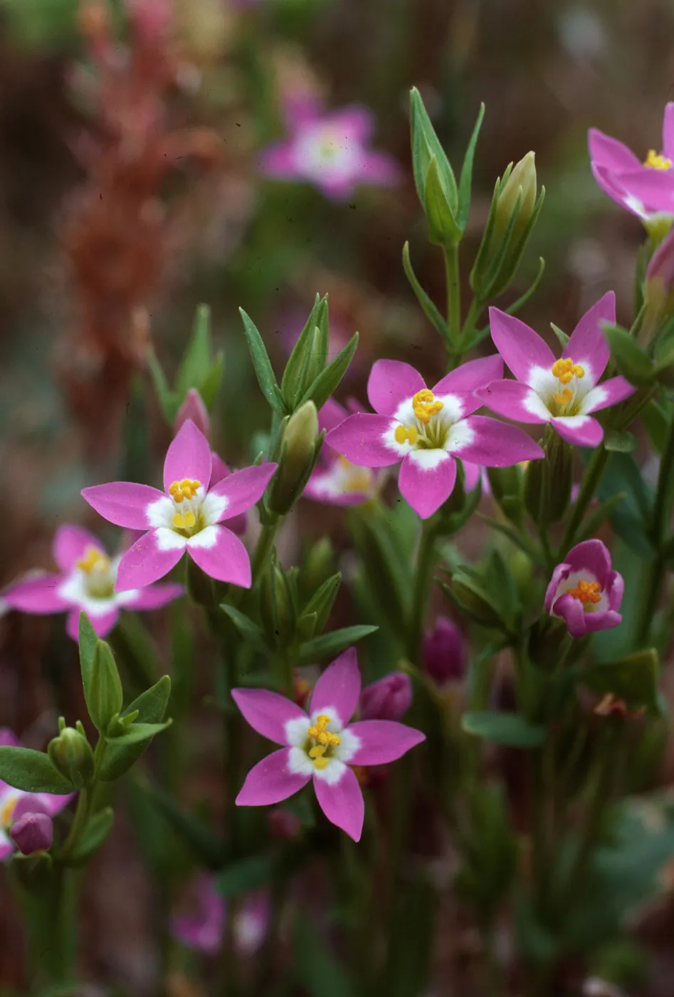 Centaurium davyi, SC-678, West of Prisoners Harbor, Santa Cruz Island