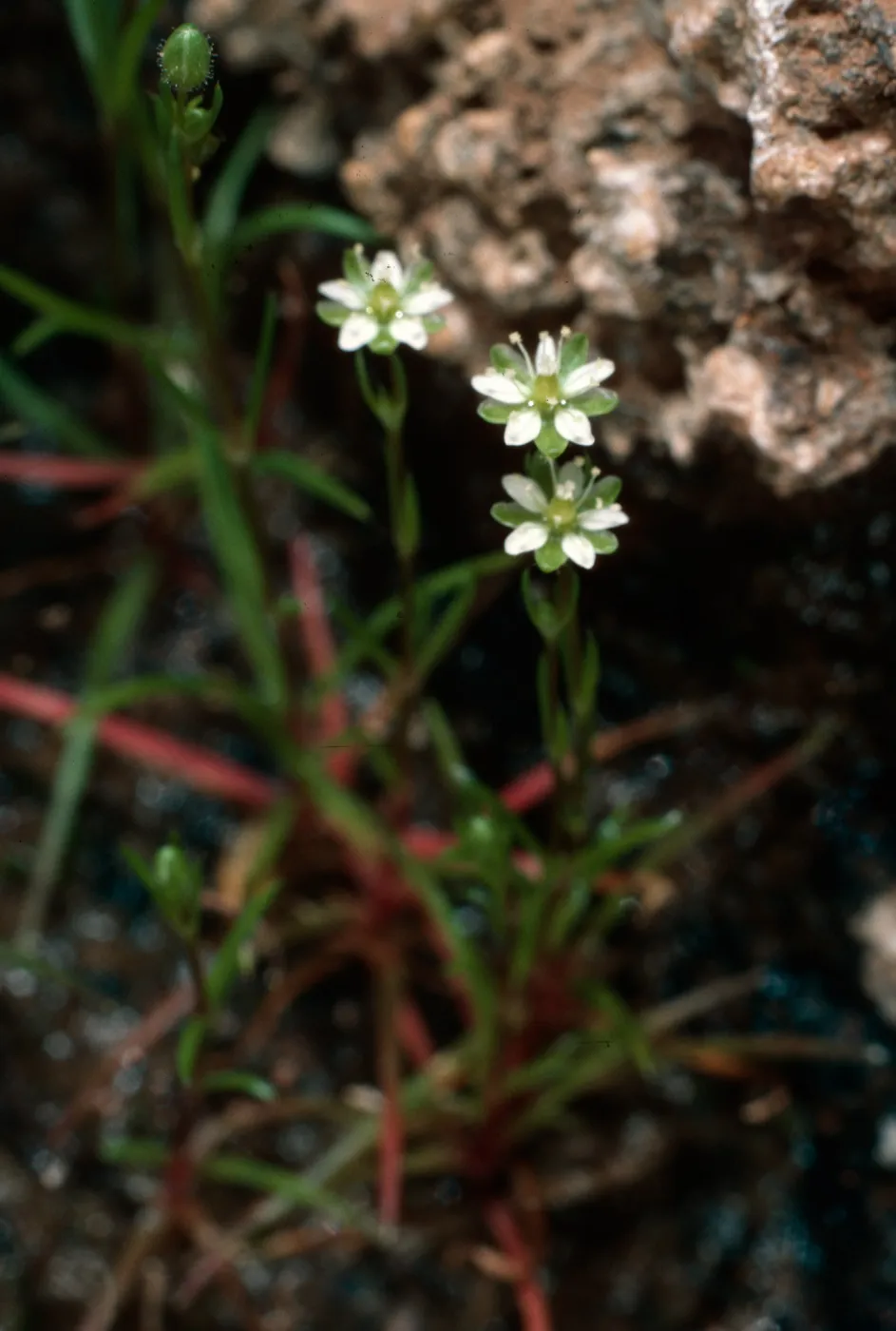 Sagina occidentalis, upper West fork of Orizaba Canyon, Santa Cruz Island