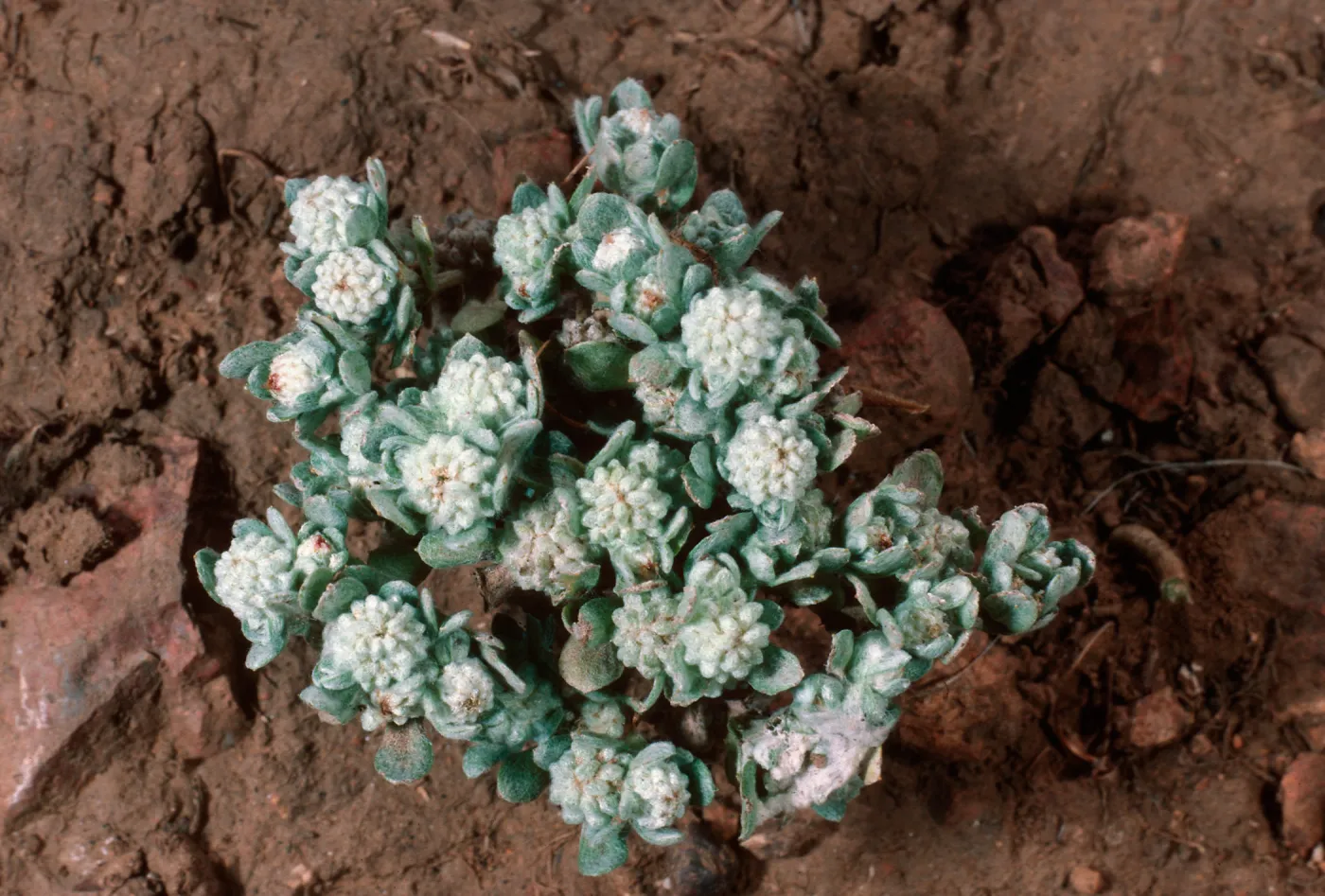 Psilocarphus tenellus, East of Pelican Bay, Santa Cruz Island