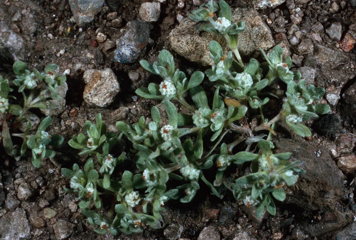Psilocarphus tenellus, Coches Road, Santa Cruz Island