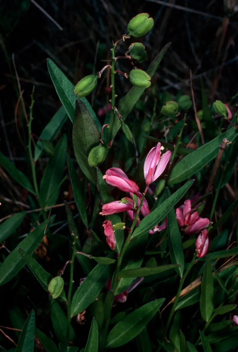 Polygala californica, Christy Pines, Santa Cruz Island