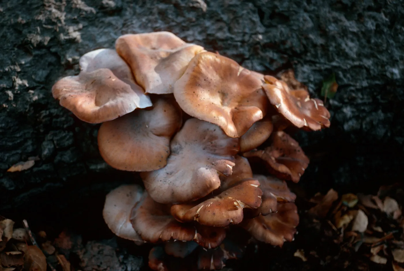 fungi on Quercus agrifolia (Coastal Live Oak), Caï¿½ada Del Puerto, Santa Cruz Island