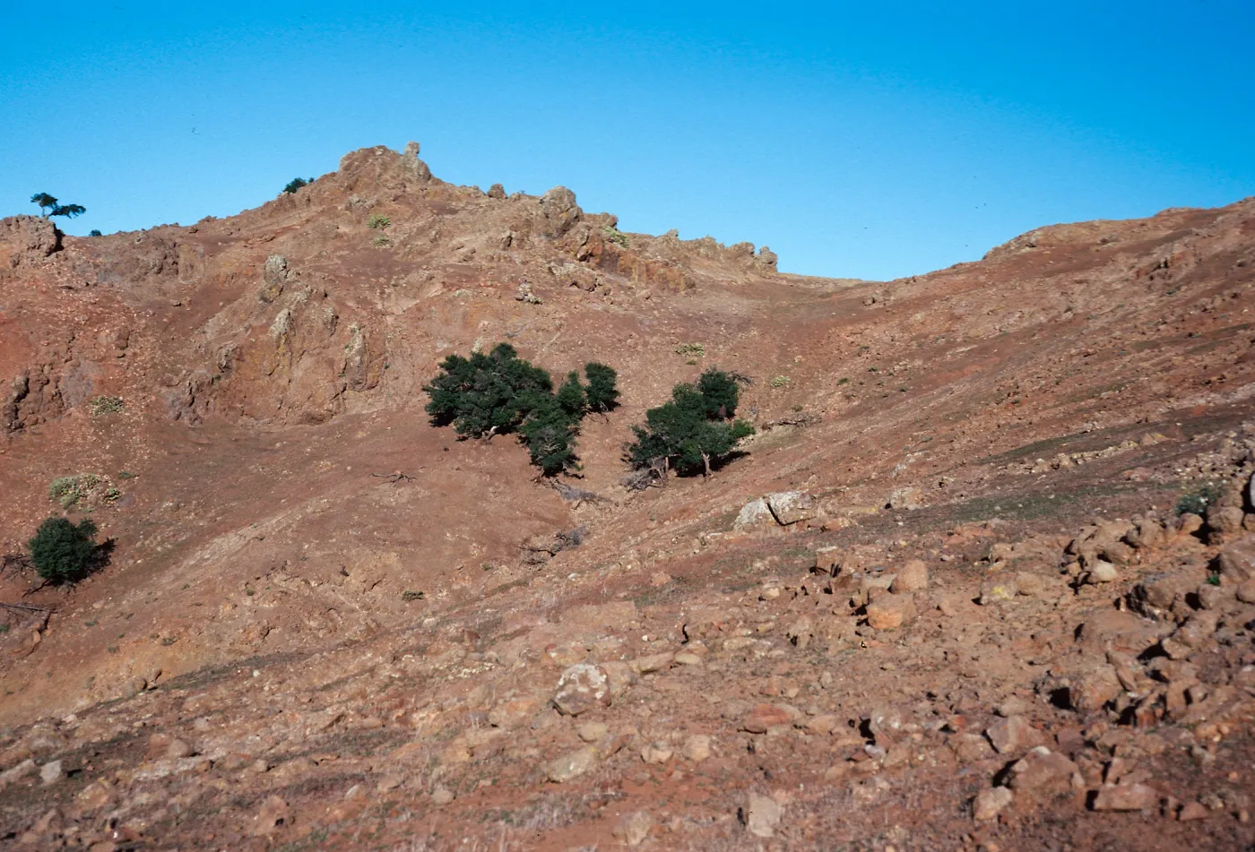 sheep damage, between Picacho diablo & Lagunitas Secas, Santa Cruz Island