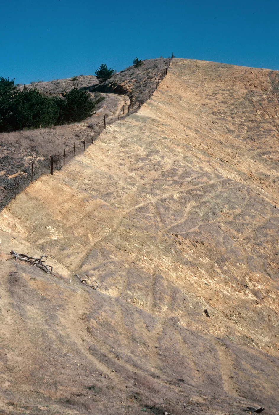 sheep damage, between Picacho diablo & Lagunitas Secas, Santa Cruz Island