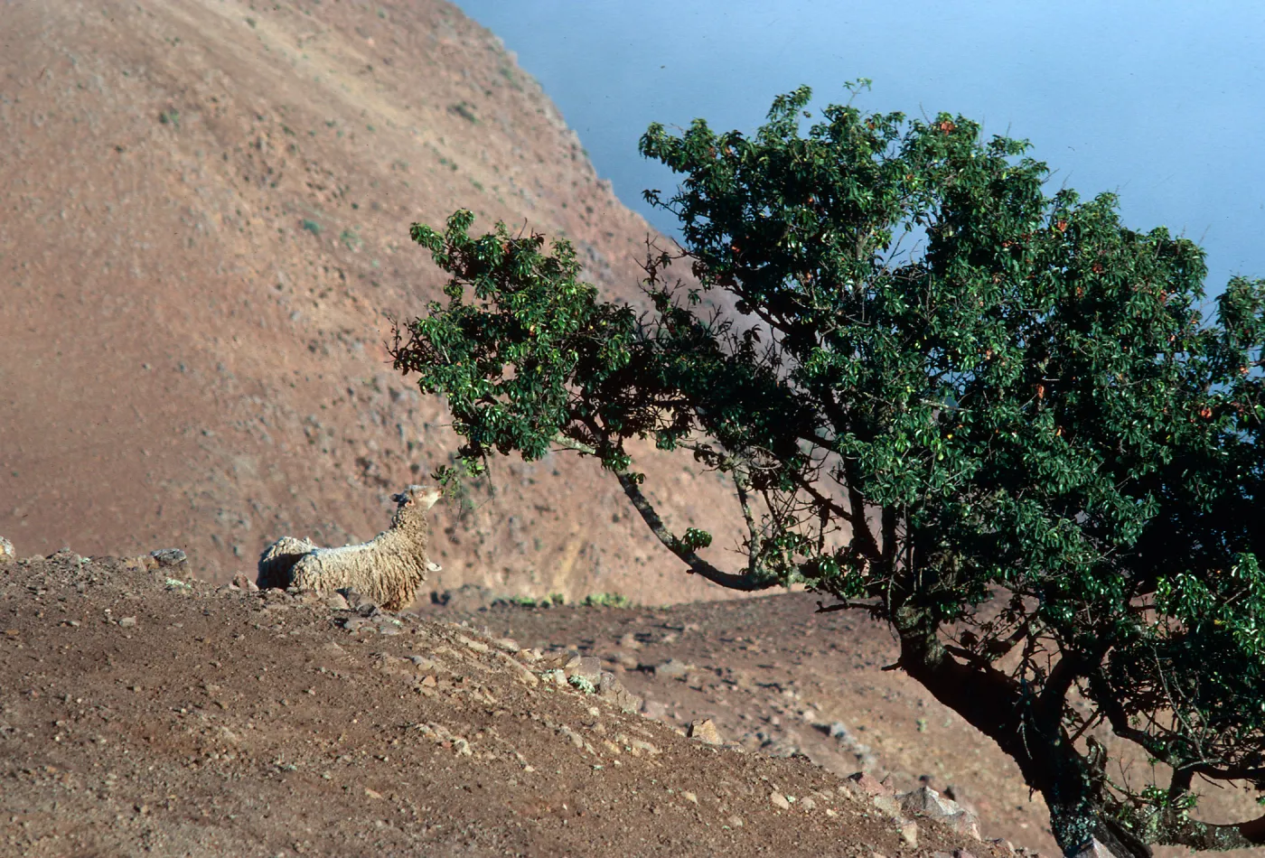 sheep trails on steep coastal bluffs, North-West coast of island, Santa Cruz Island