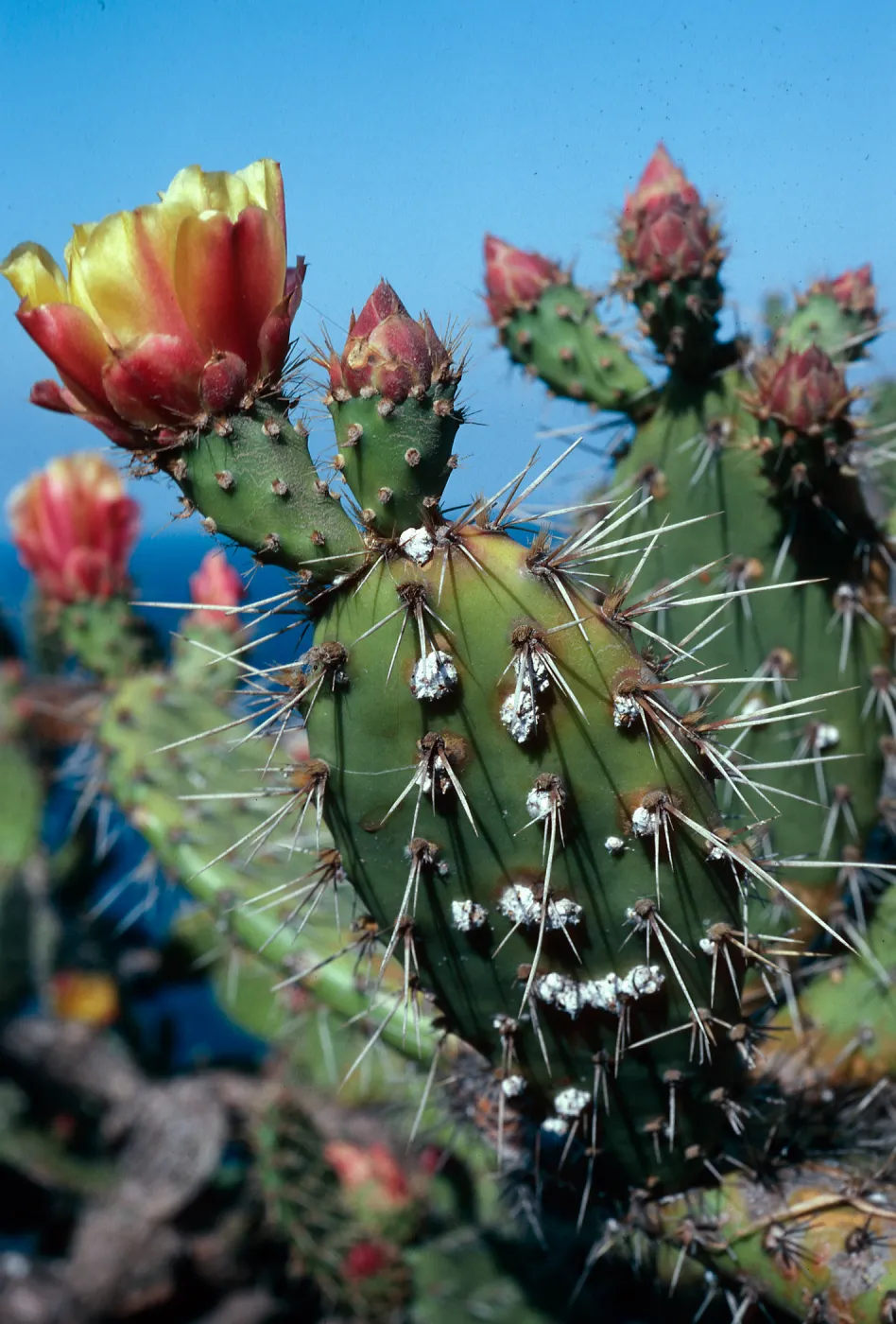 Opuntia littoralis w/Cochineal, North-West coastal bluffs, Santa Cruz Island