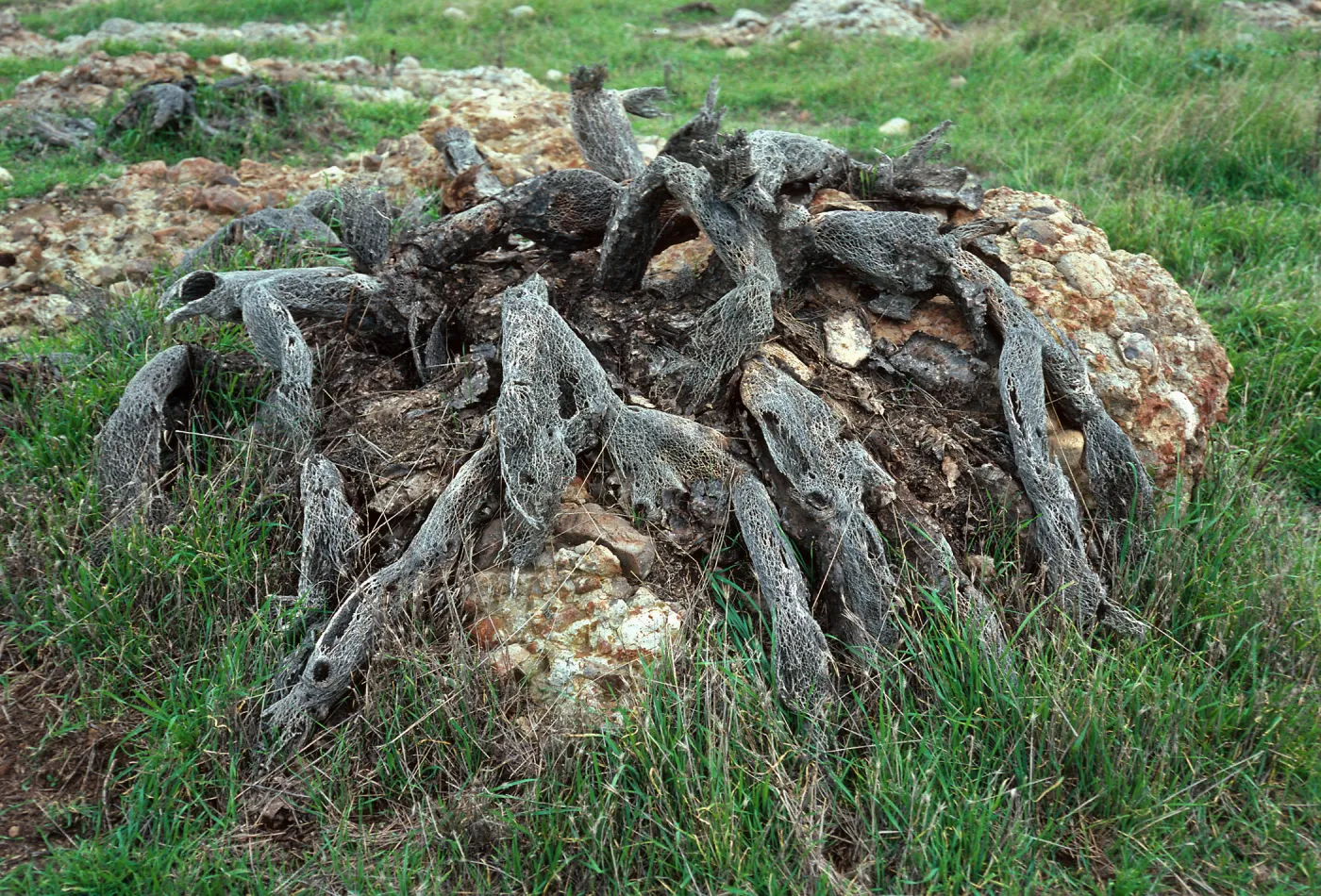 dead Opuntia (Prickly-pear) patch, ocean slopes, West of Willows Canyon, Santa Cruz Island