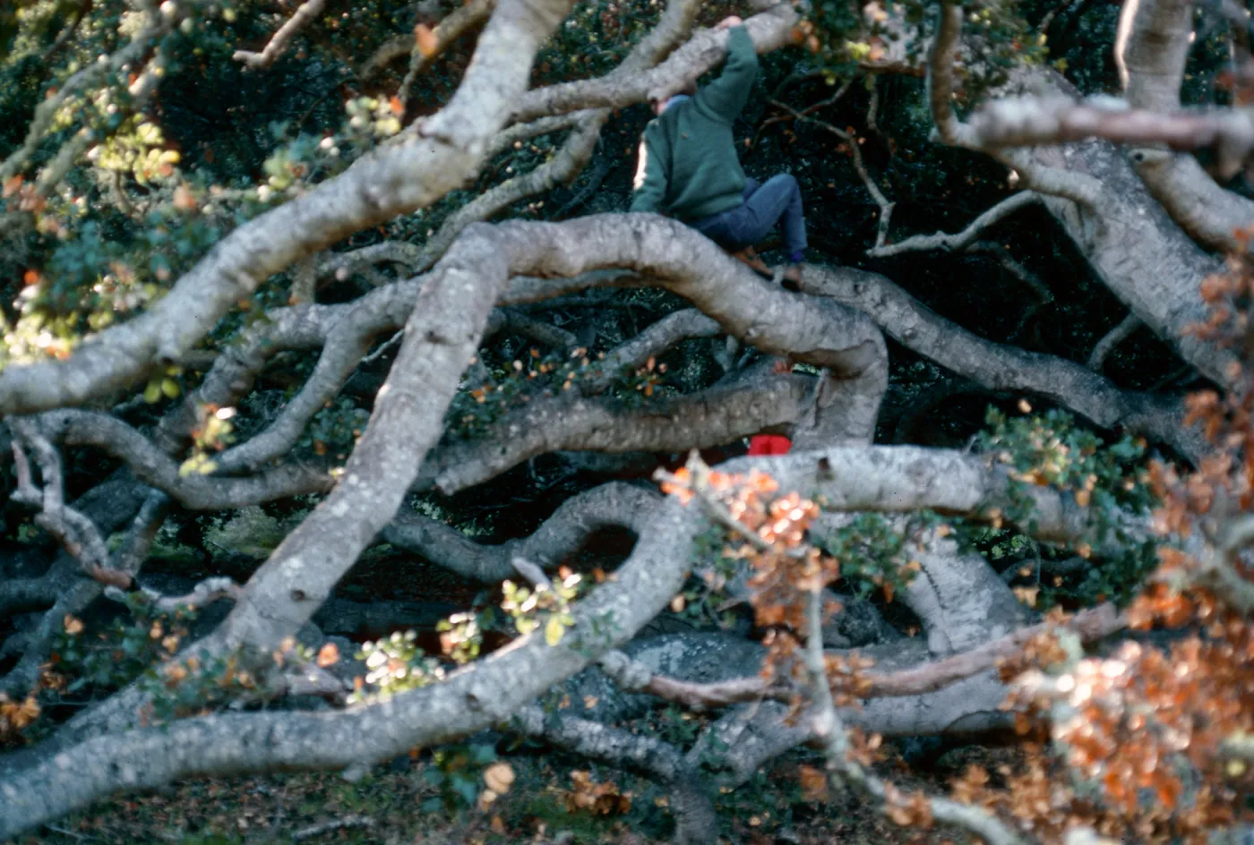 Quercus agrifolia (Coastal Live Oak), Caï¿½ada Del Puerto, Santa Cruz Island