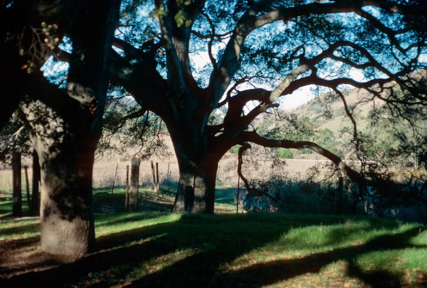 Quercus agrifolia (Coastal Live Oak), East of ranch, Santa Cruz Island