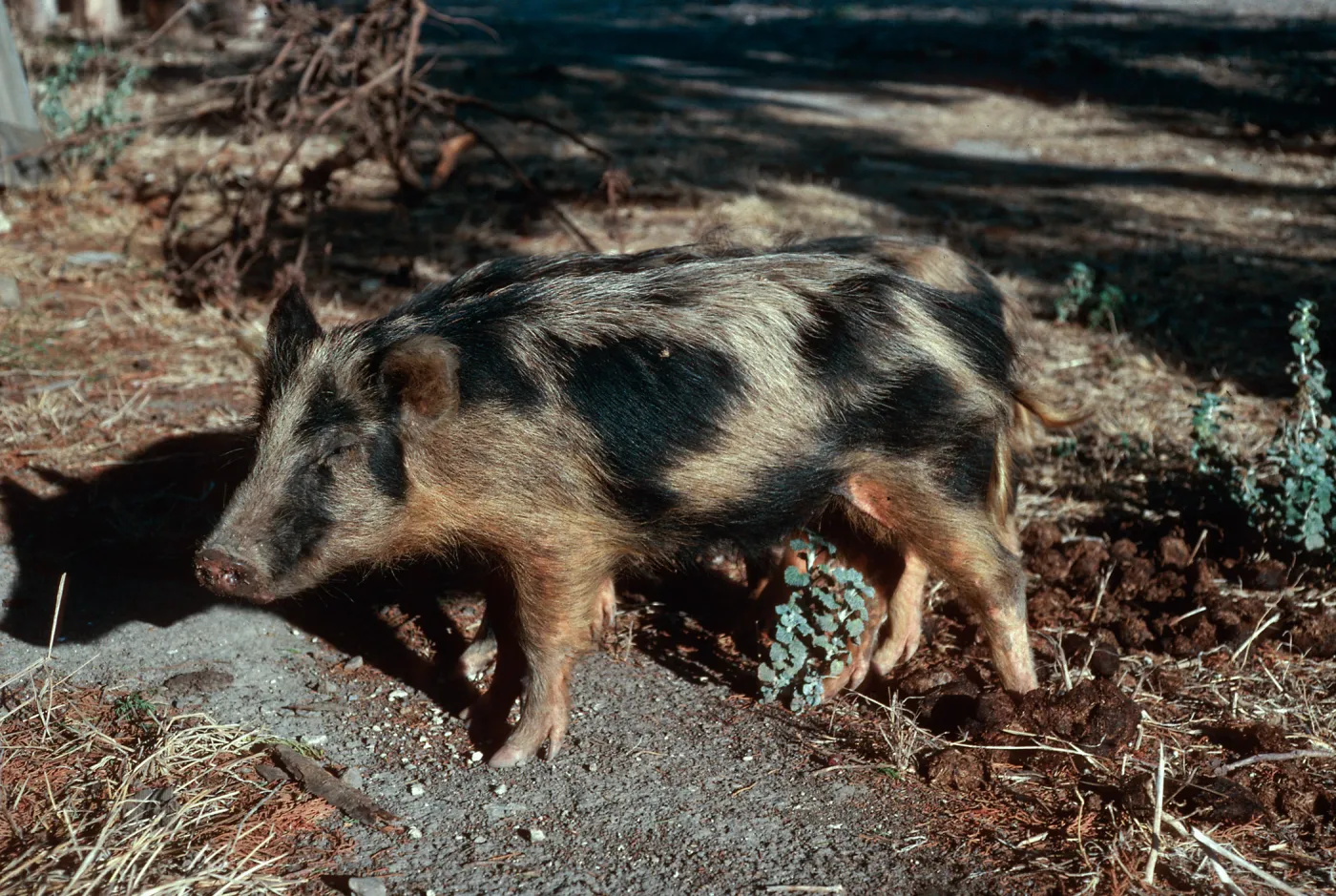 pigs, Scorpion Ranch, Santa Cruz Island