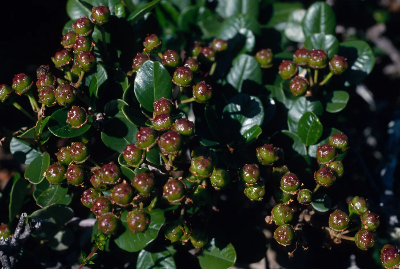 Ceanothus megacarpus, just South of Christy Ranch, Santa Cruz Island