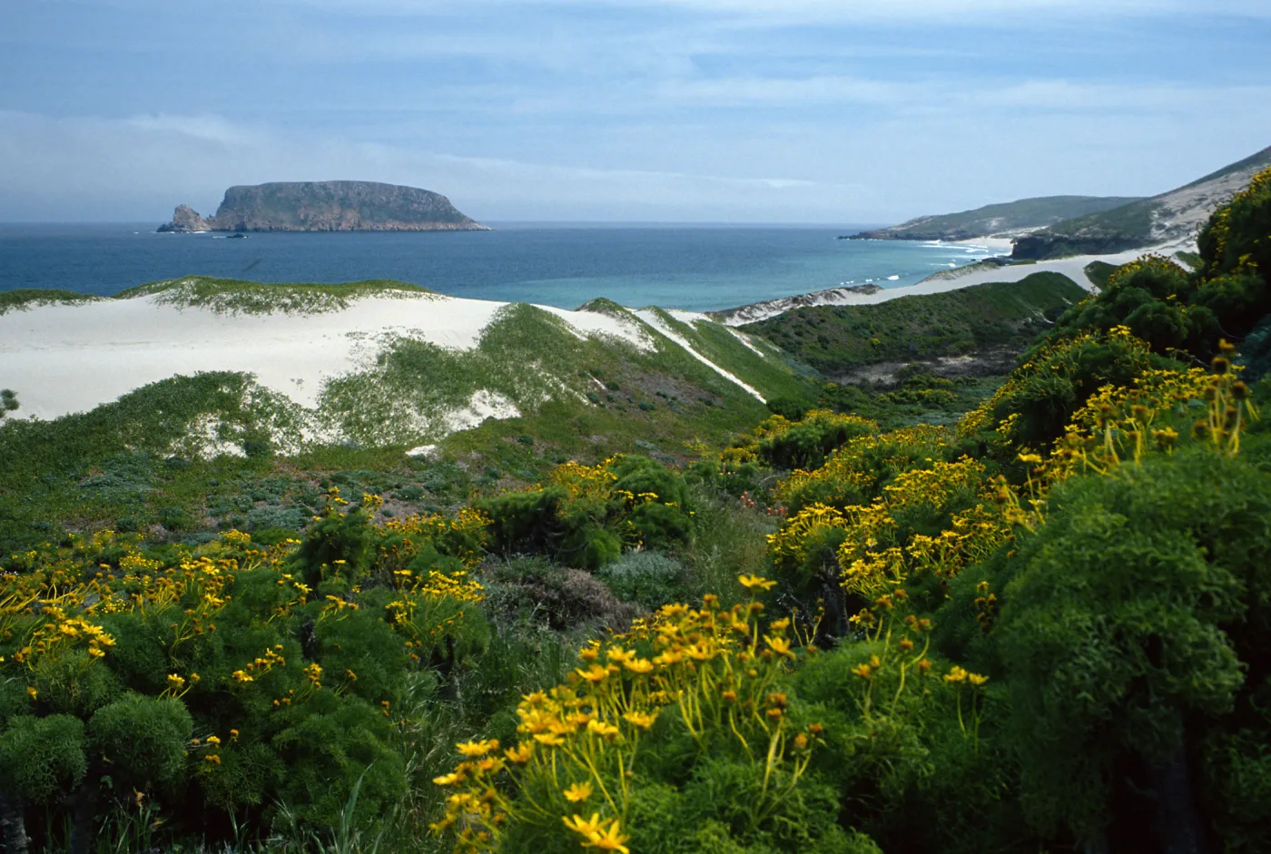Coreopsis, mouth of Cañada Del Mar, San Miguel Island