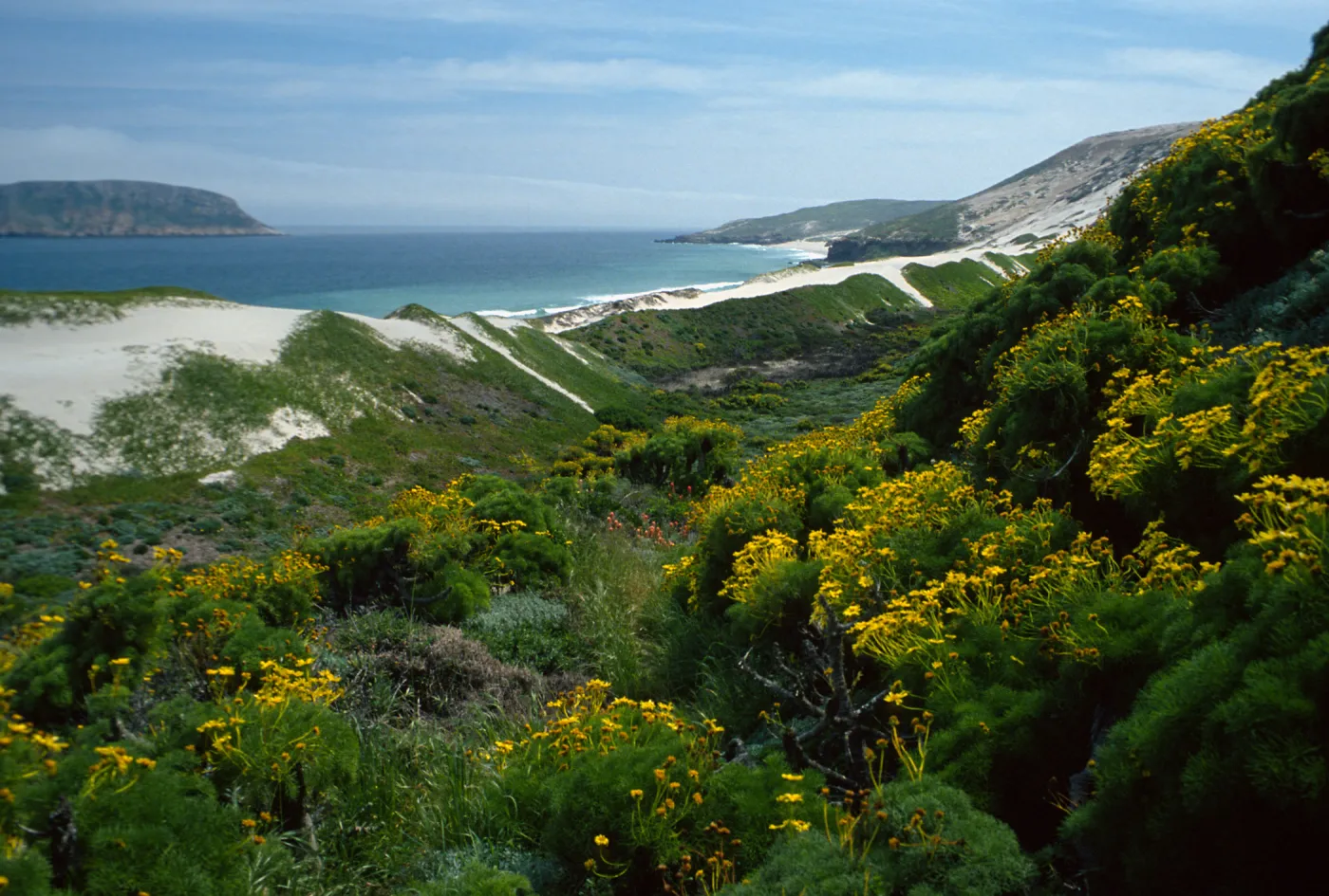 Coreopsis, mouth of Cañada Del Mar, San Miguel Island