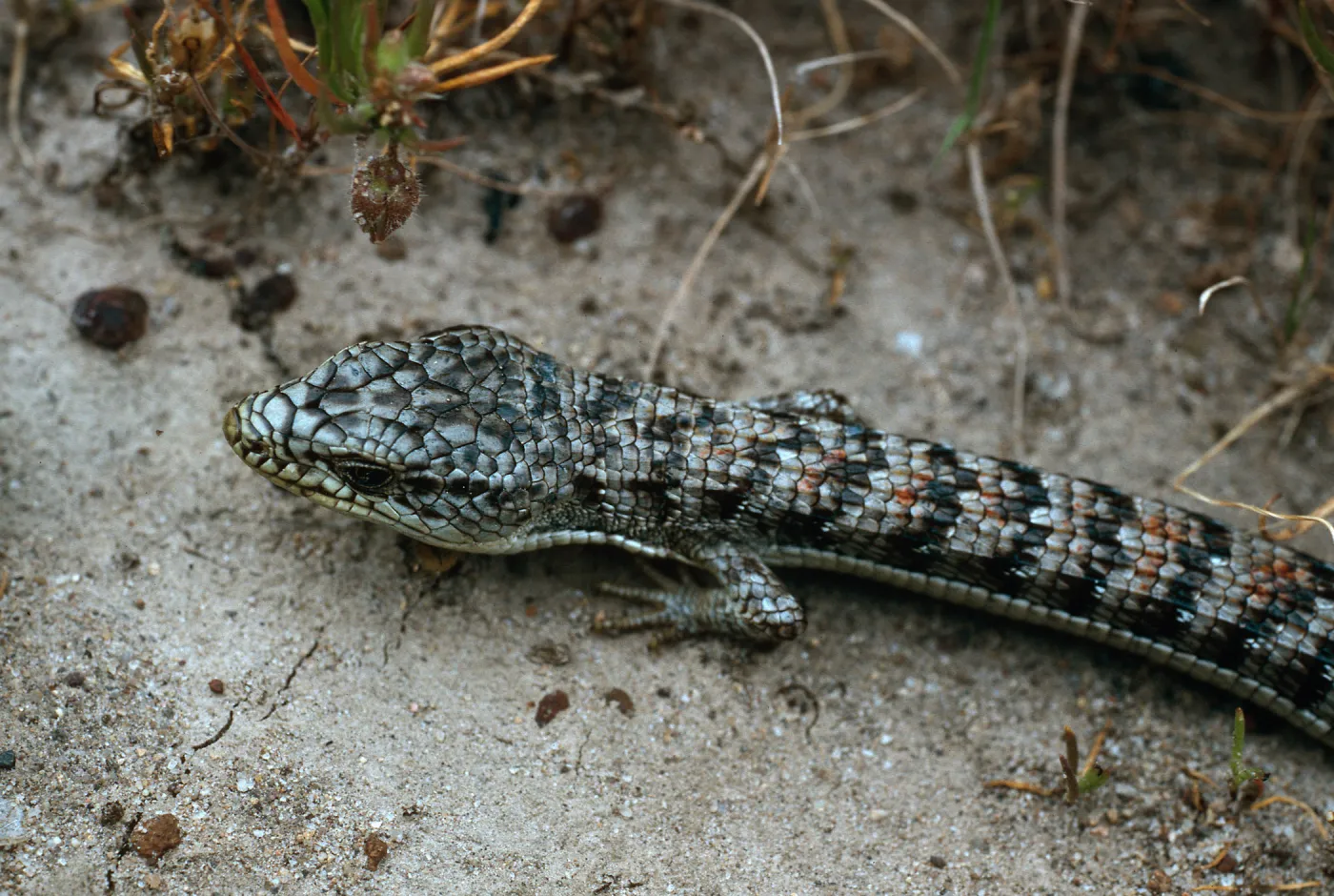 Alligator Lizard, near Dry Lake, San Miguel Island