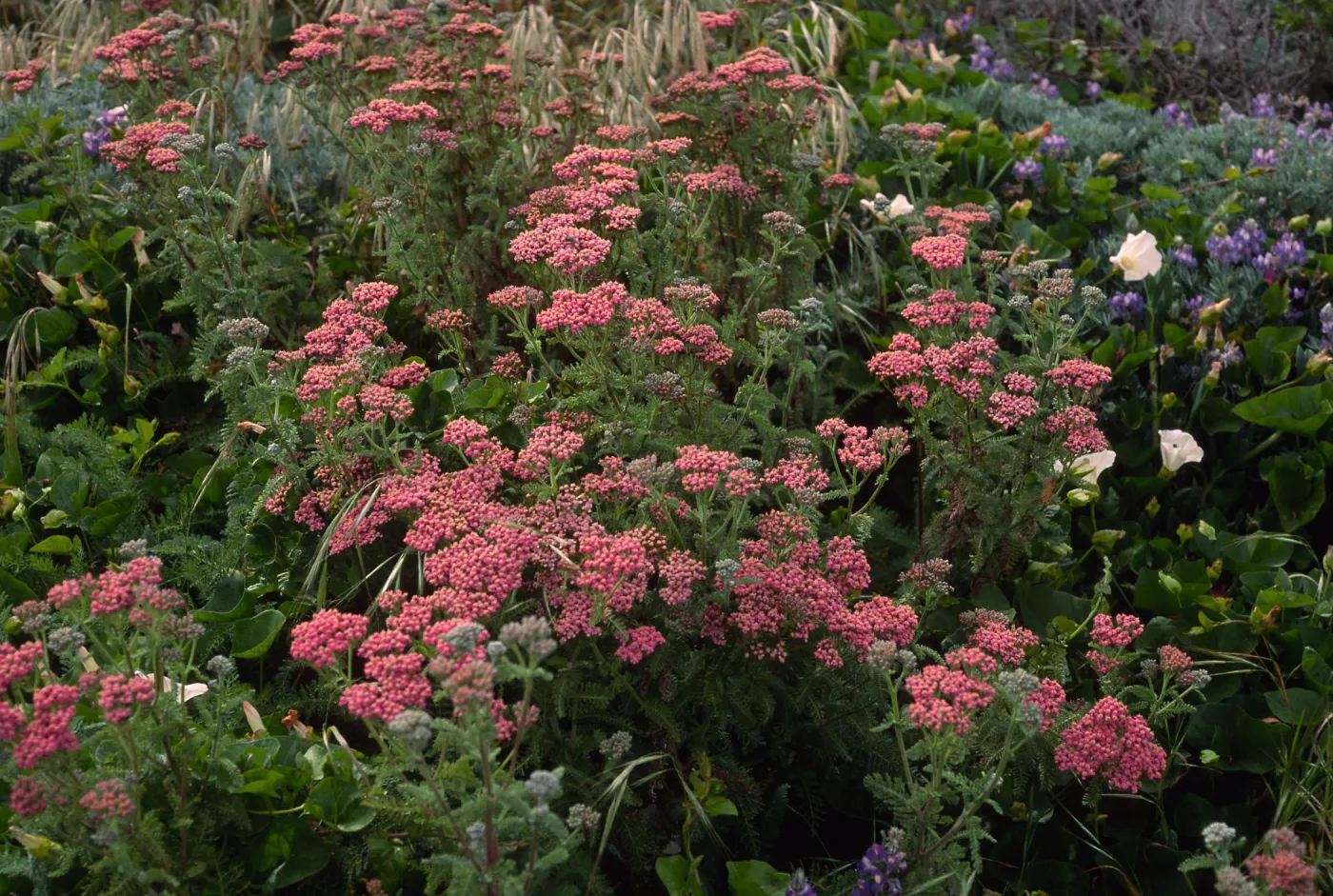 Achillea millefolium, red form, San Miguel Island