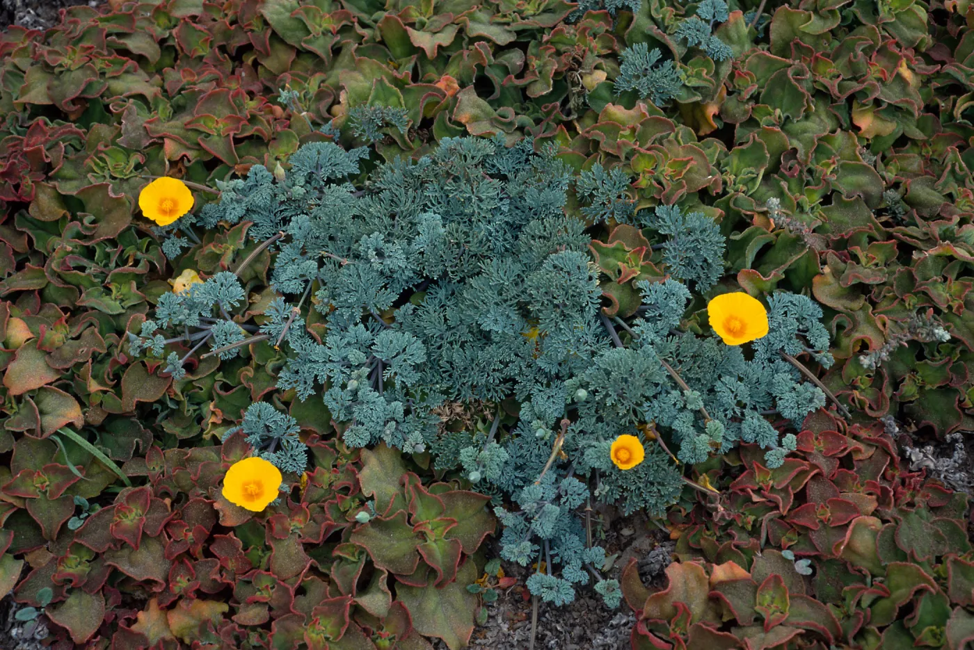Eschscholzia californica, West side of Carrington Point, Santa Rosa Island