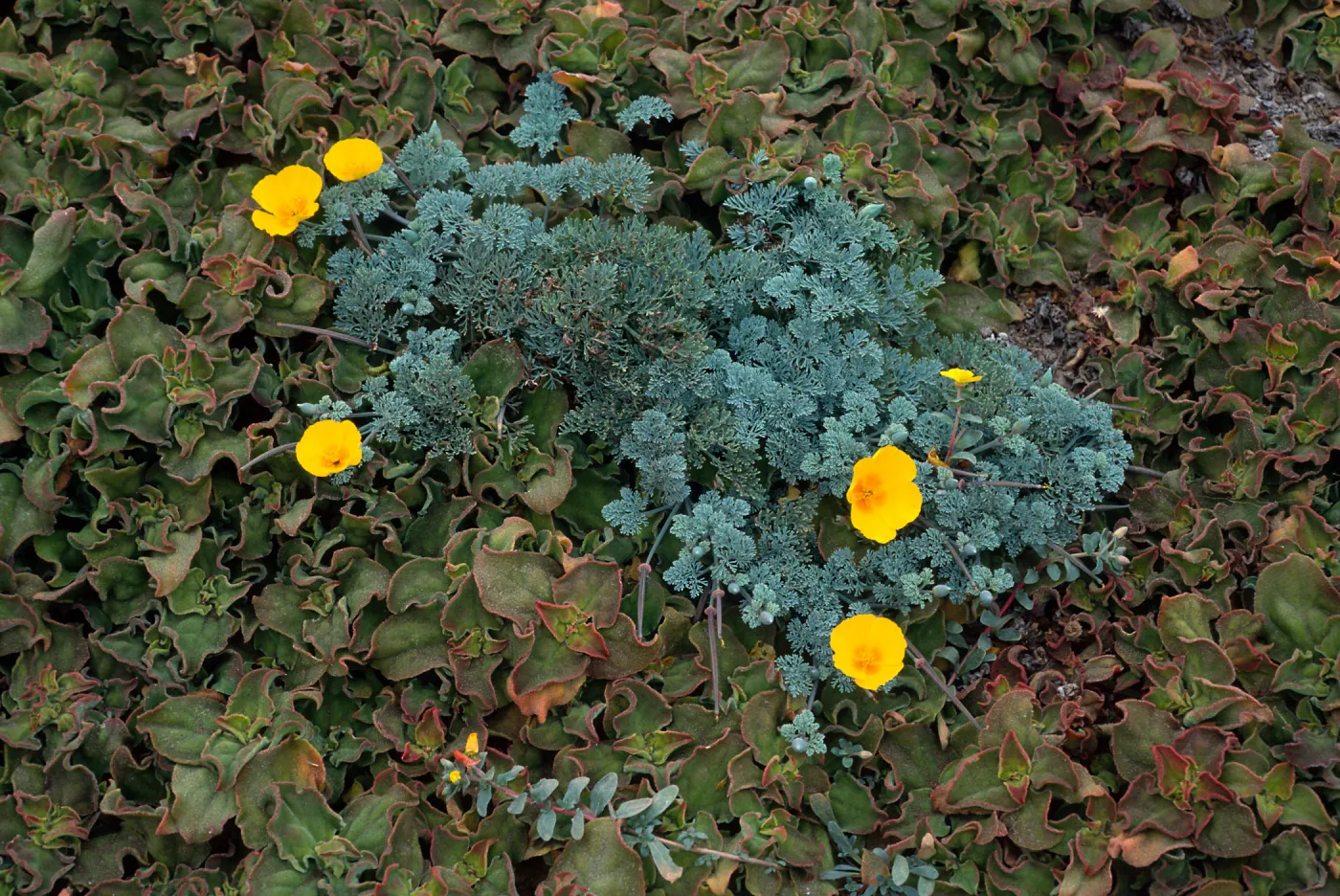 Eschscholzia californica, West side of Carrington Point, Santa Rosa Island
