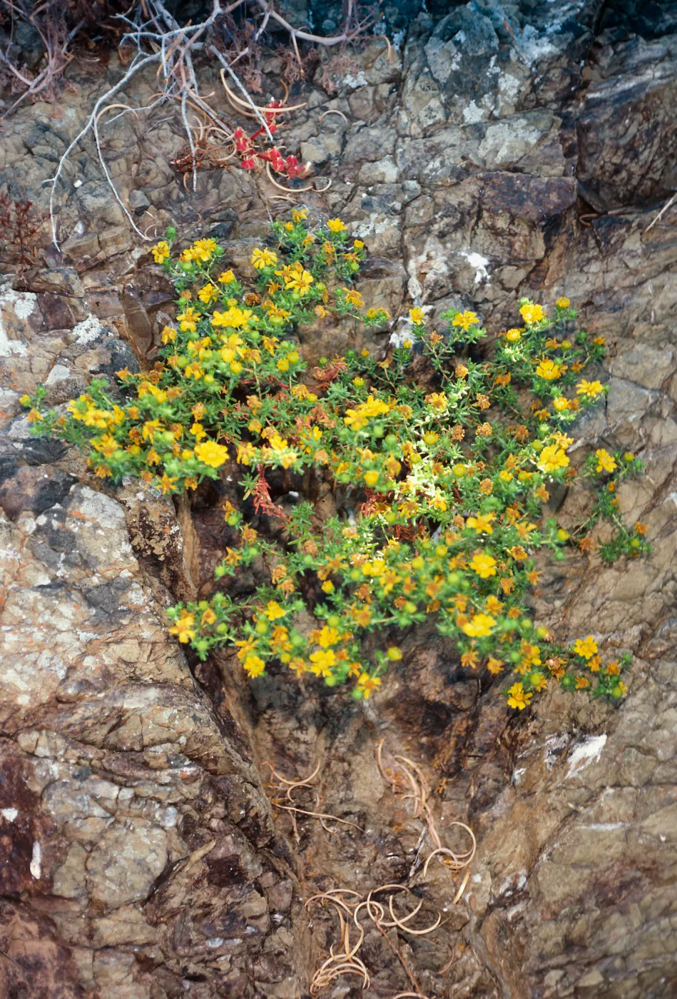 Hemizonia streetsii, San Benito Island