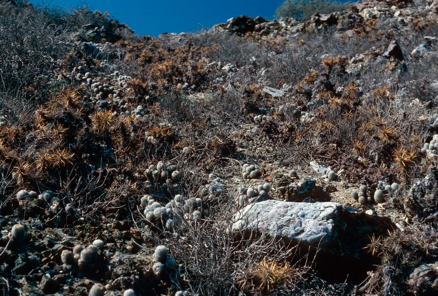 Mammillaria (Fishhook cactus) and Opuntia (Prickly-pear), San Benito Island