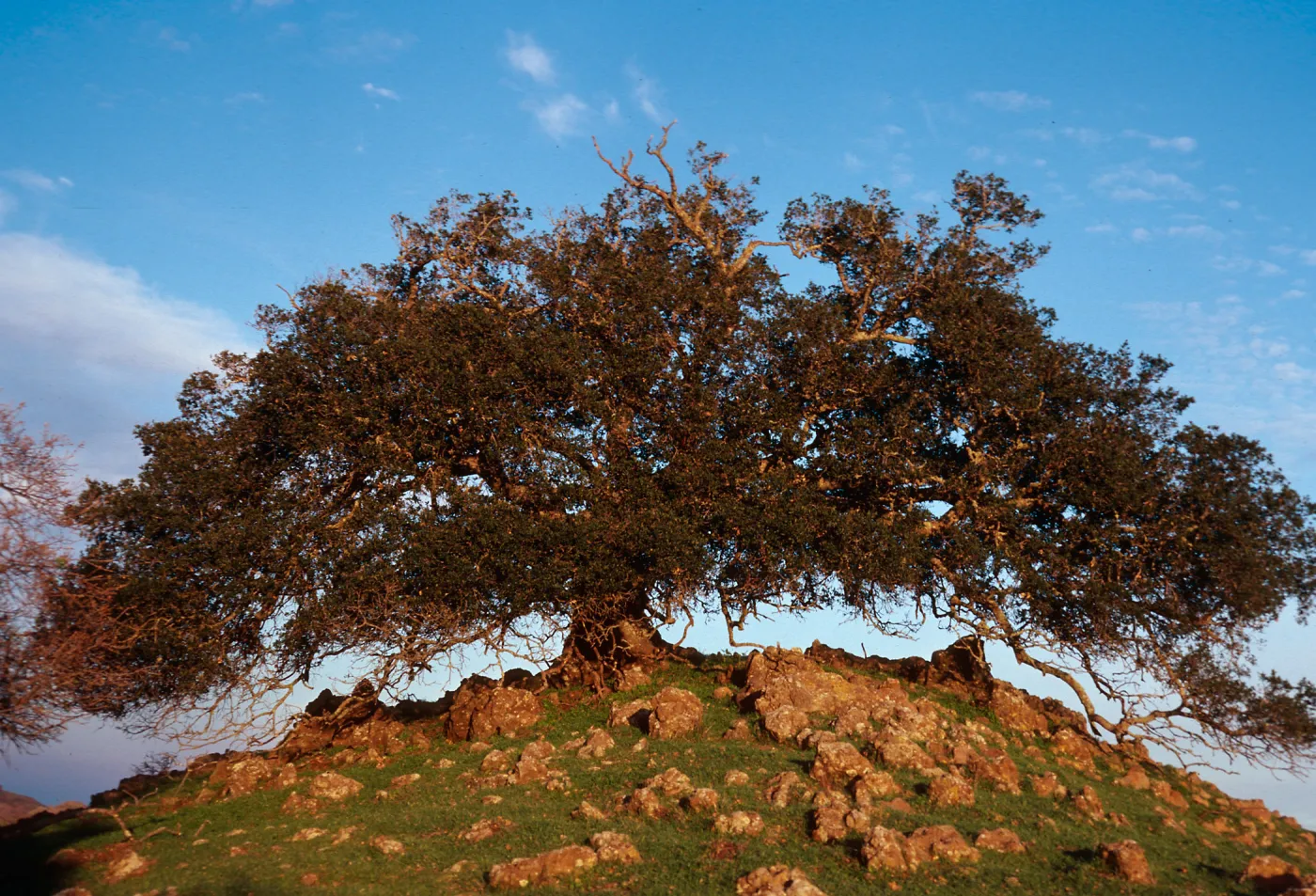 Quercus, ridge by Peak 1848, Santa Cruz Island