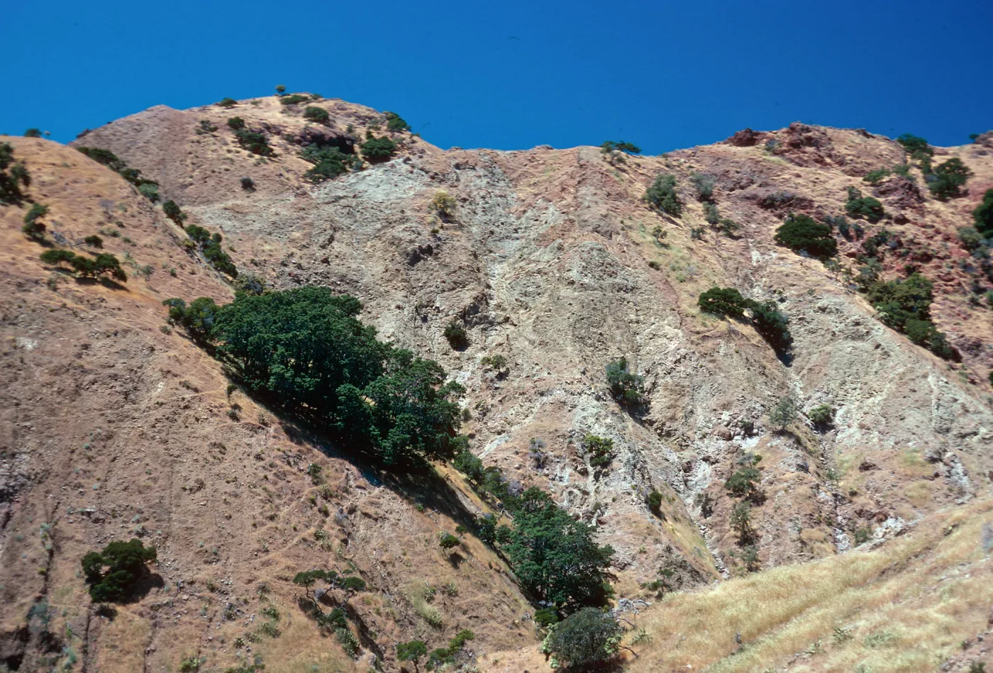 Lyonothamnus grove, Gallina Canyon, Santa Cruz Island