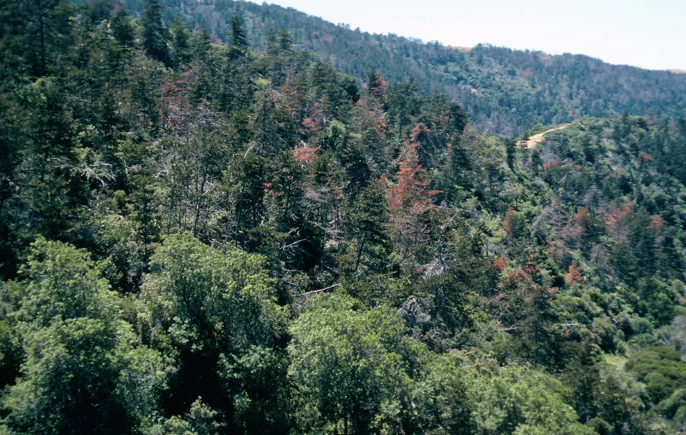 Christy Pines, West of Buena Vista, Santa Cruz Island