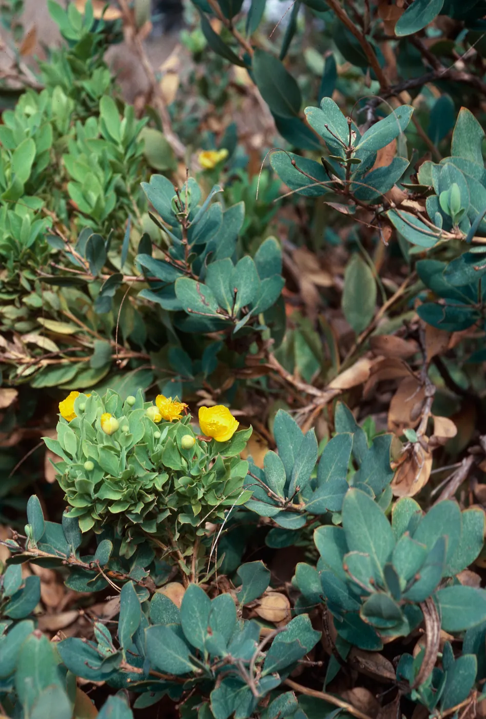 Dendromecon w/typical abnormal growth, Islay Canyon, Santa Cruz Island