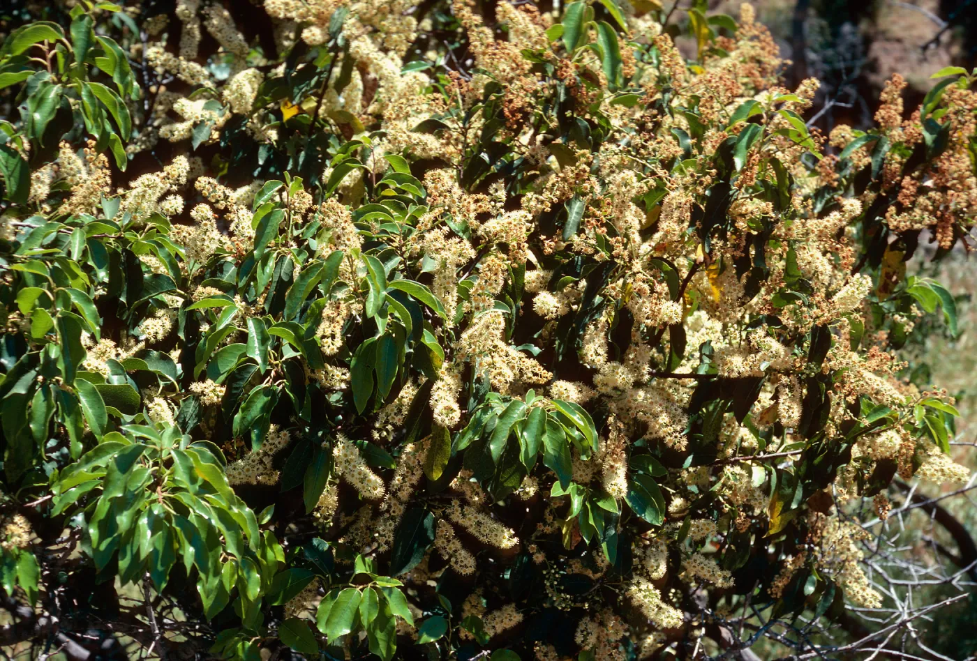 Prunus lyonii, Alameda de Coches Prietos, Santa Cruz Island