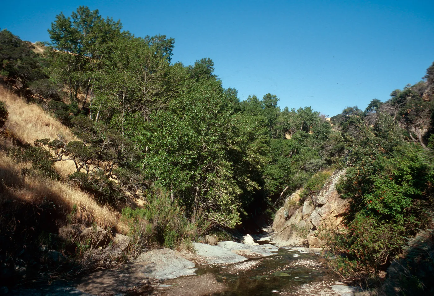 Populus trichocarpa, Canada Larga, Santa Cruz Island