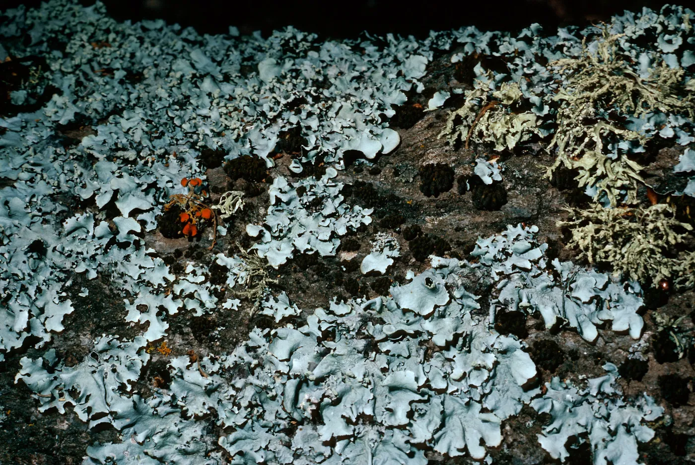 lichens on oak limb, Quercus agrifolia (Coastal Live Oak), canyon East of Lagunitas Secas, Santa Cruz Island