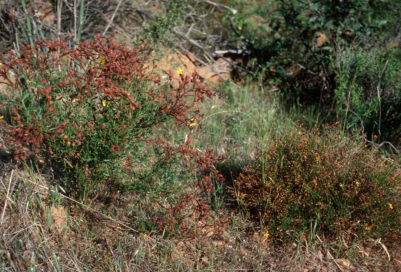 Helianthemum greenei, H. scoparium, road South of Stanton Ranch, Santa Cruz Island