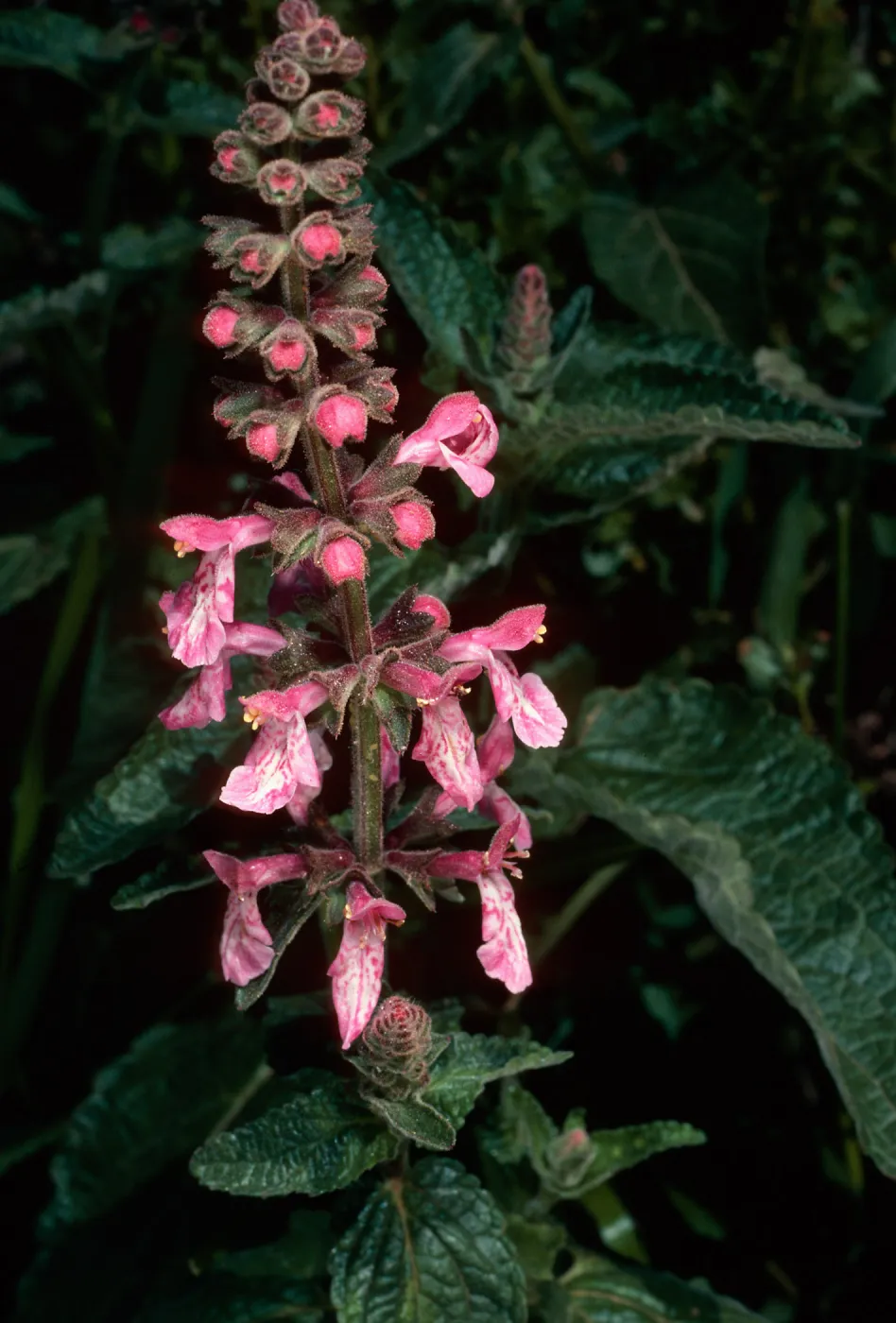 Stachys bullata, Santa Cruz Island