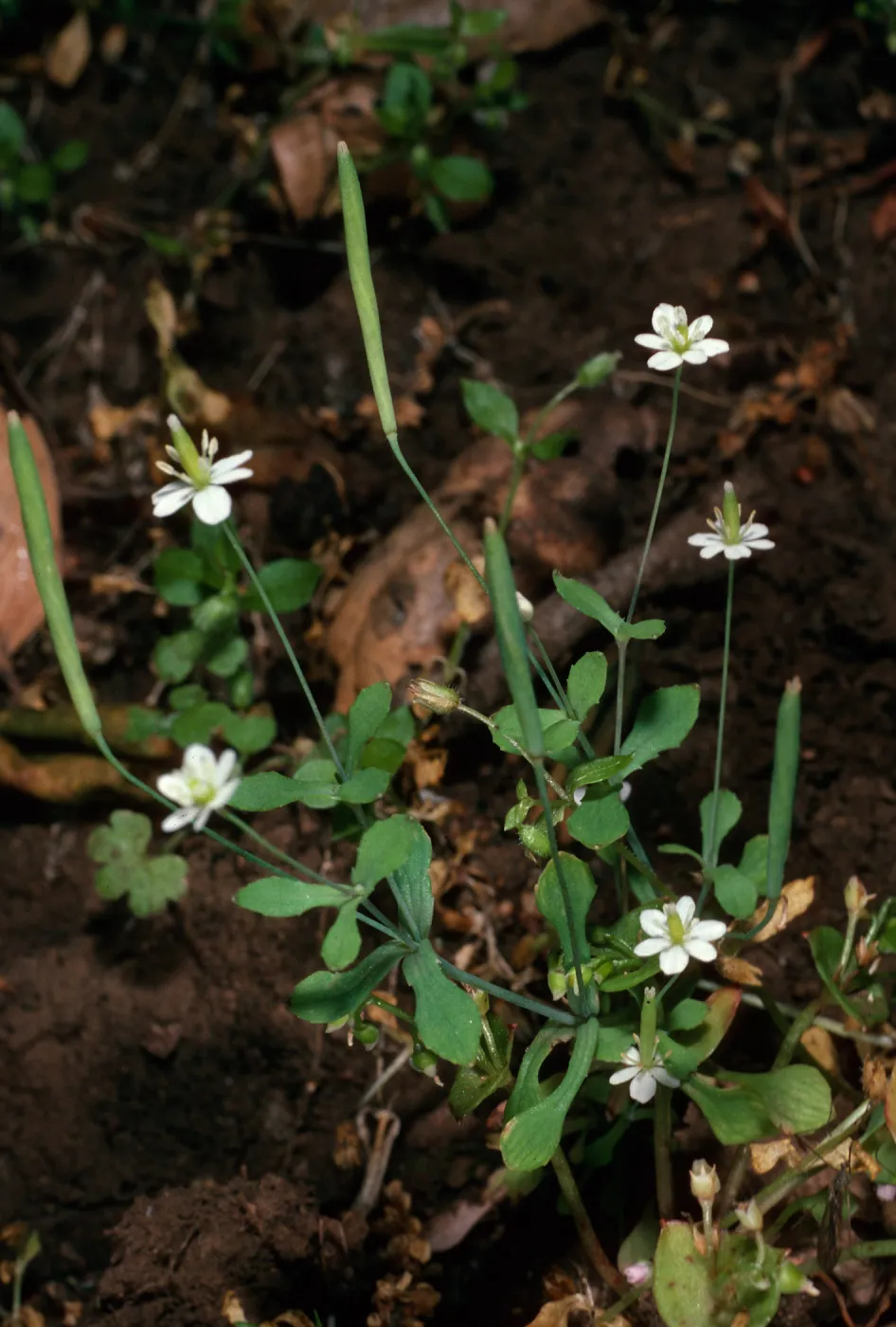 Meconella denticulata, Santa Cruz Island