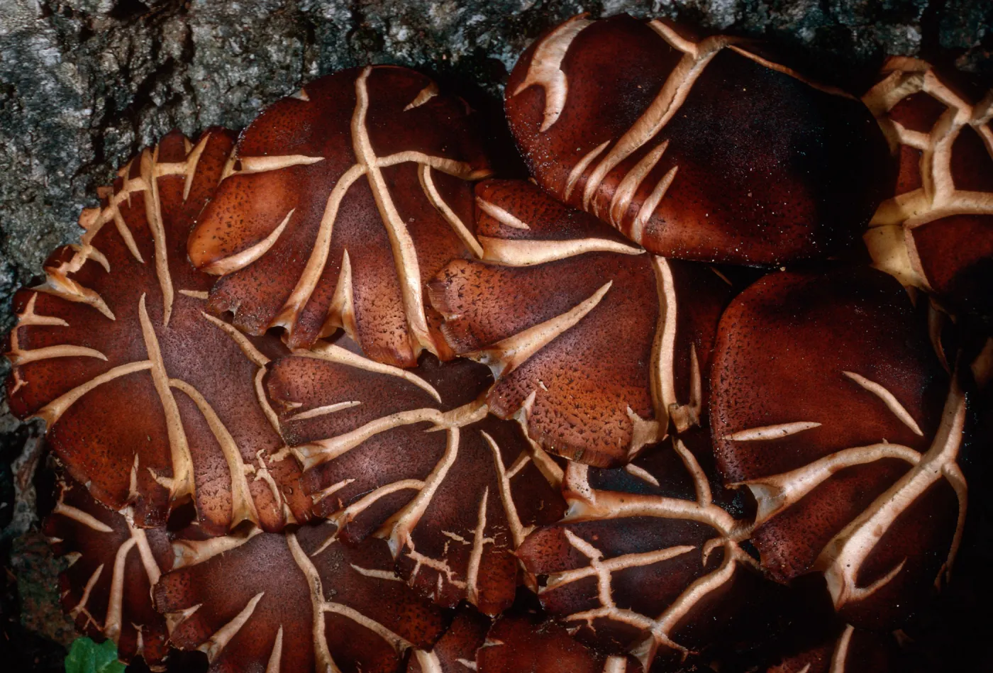 fungus on Quercus agrifolia (Coastal Live Oak), Caï¿½ada Del Medio, Santa Cruz Island
