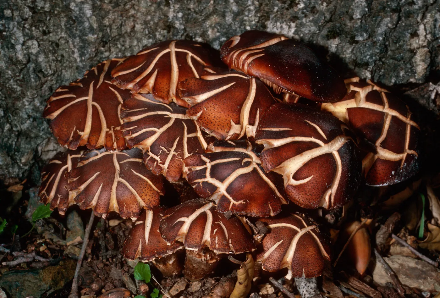 fungus on Quercus agrifolia, (Coastal Live Oak) Cañada Del Medio, Santa Cruz Island