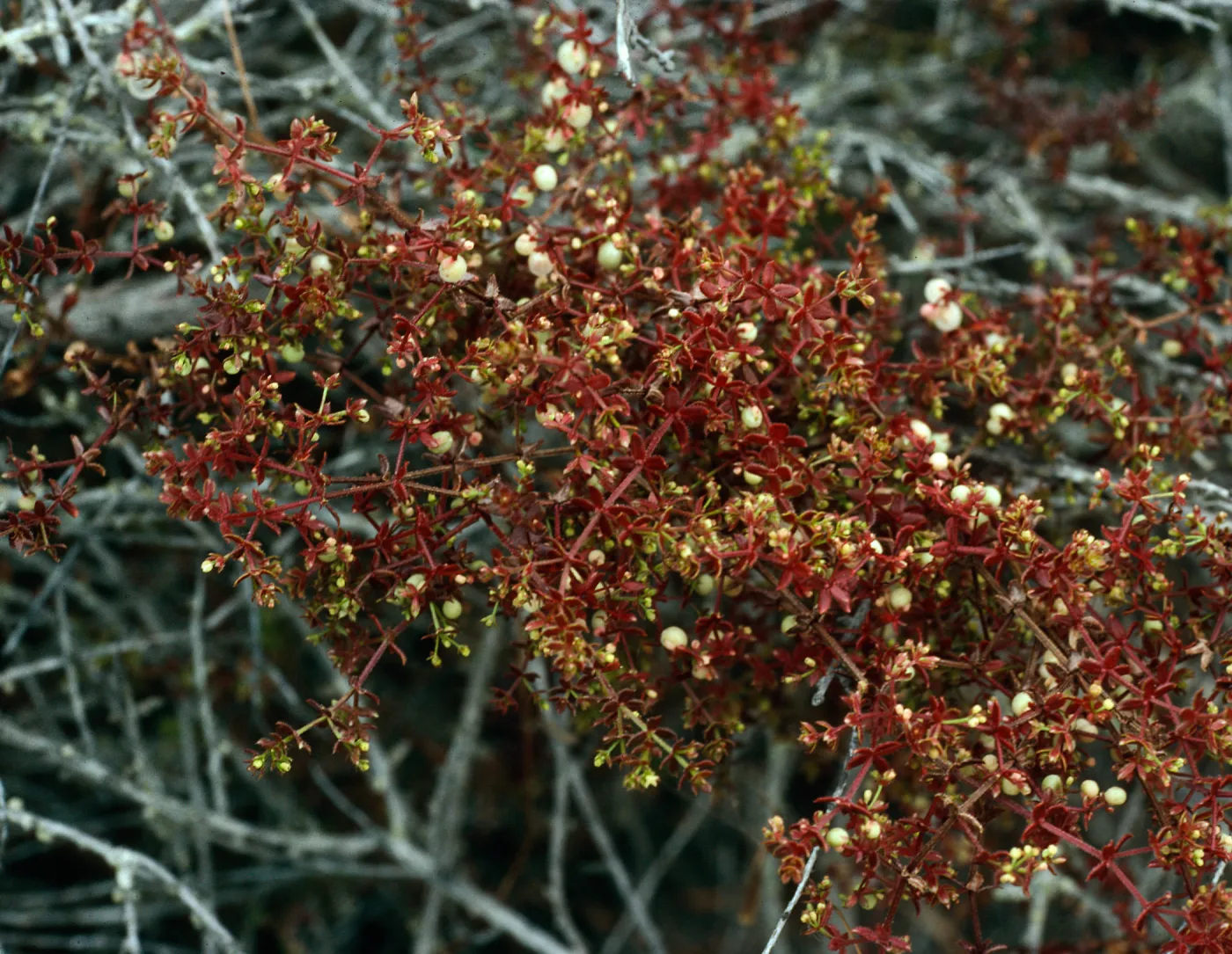 Gallium porrigens, Pelican/Prisoners Trail, Santa Cruz Island