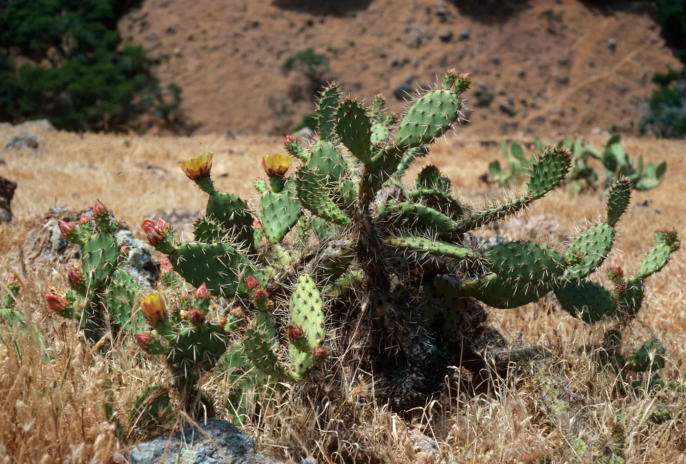 Opuntia littoralis, near Cueva Valdez, Santa Cruz Island
