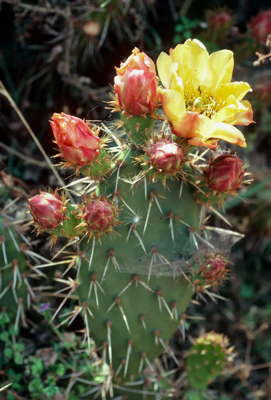 Opuntia littoralis, Olsens Cave mouth, Santa Cruz Island