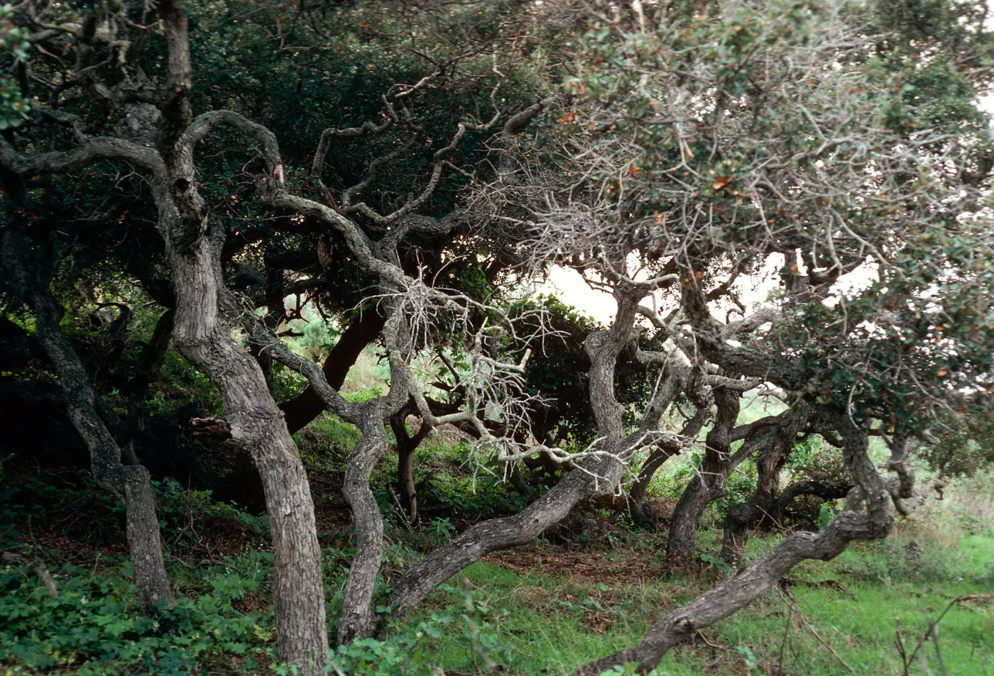 Quercus dumosa (Scrub Oak), canyon East of Valley Anchorage, Santa Cruz Island
