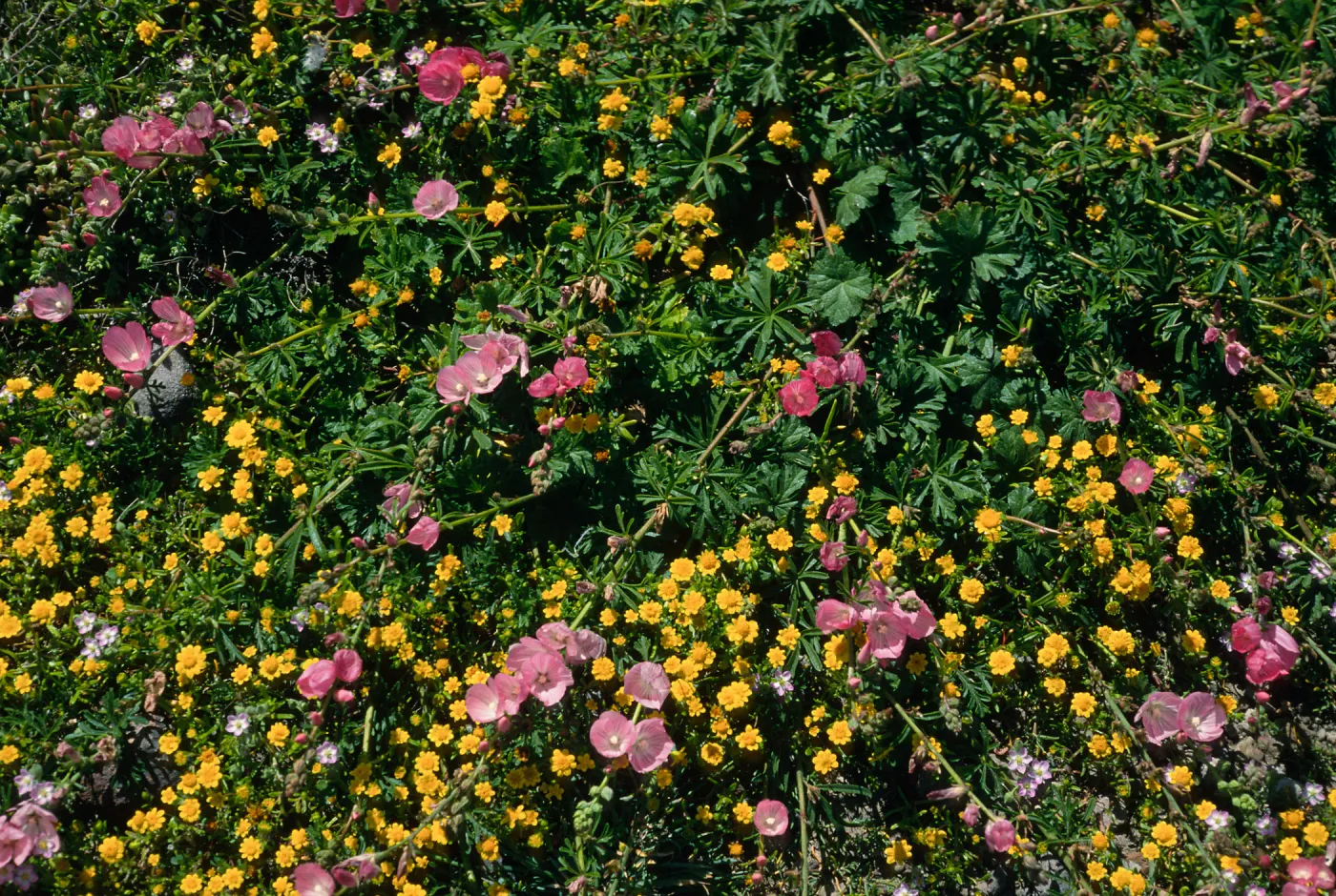 Sidalcea, Lasthenia, Fraser Point, Santa Cruz Island