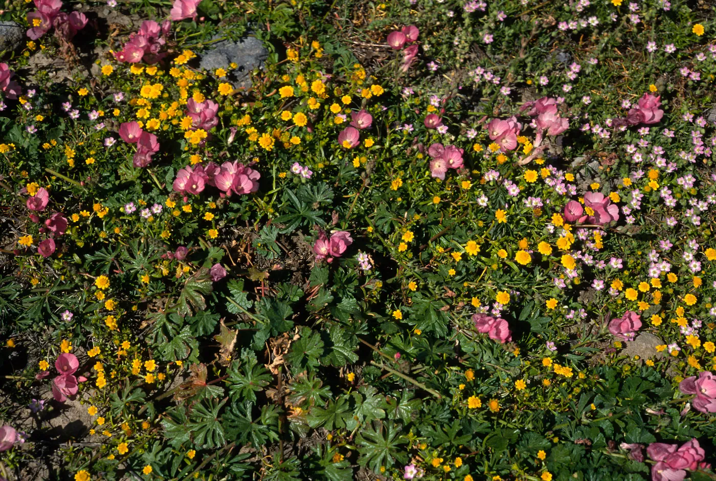 Sidalcea, Lasthenia, Fraser Point, Santa Cruz Island